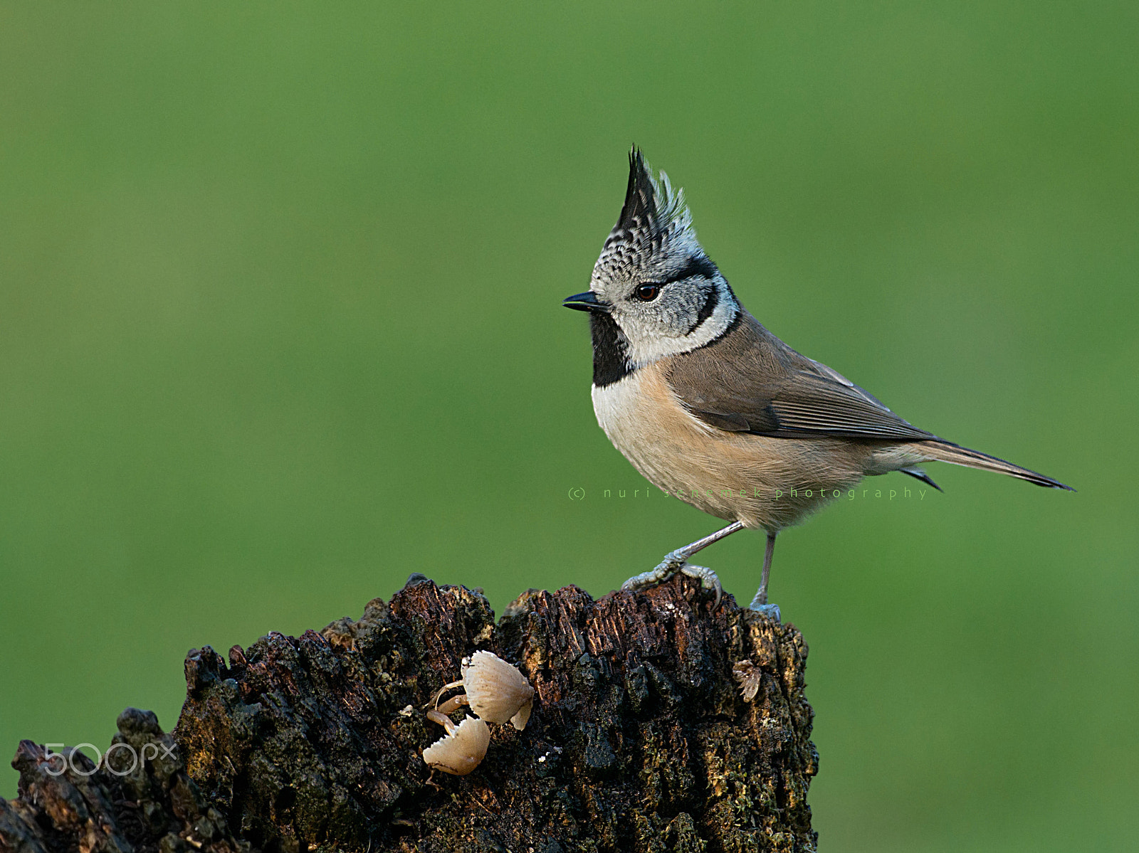 Pentax K-5 IIs + Sigma sample photo. Crested tit photography