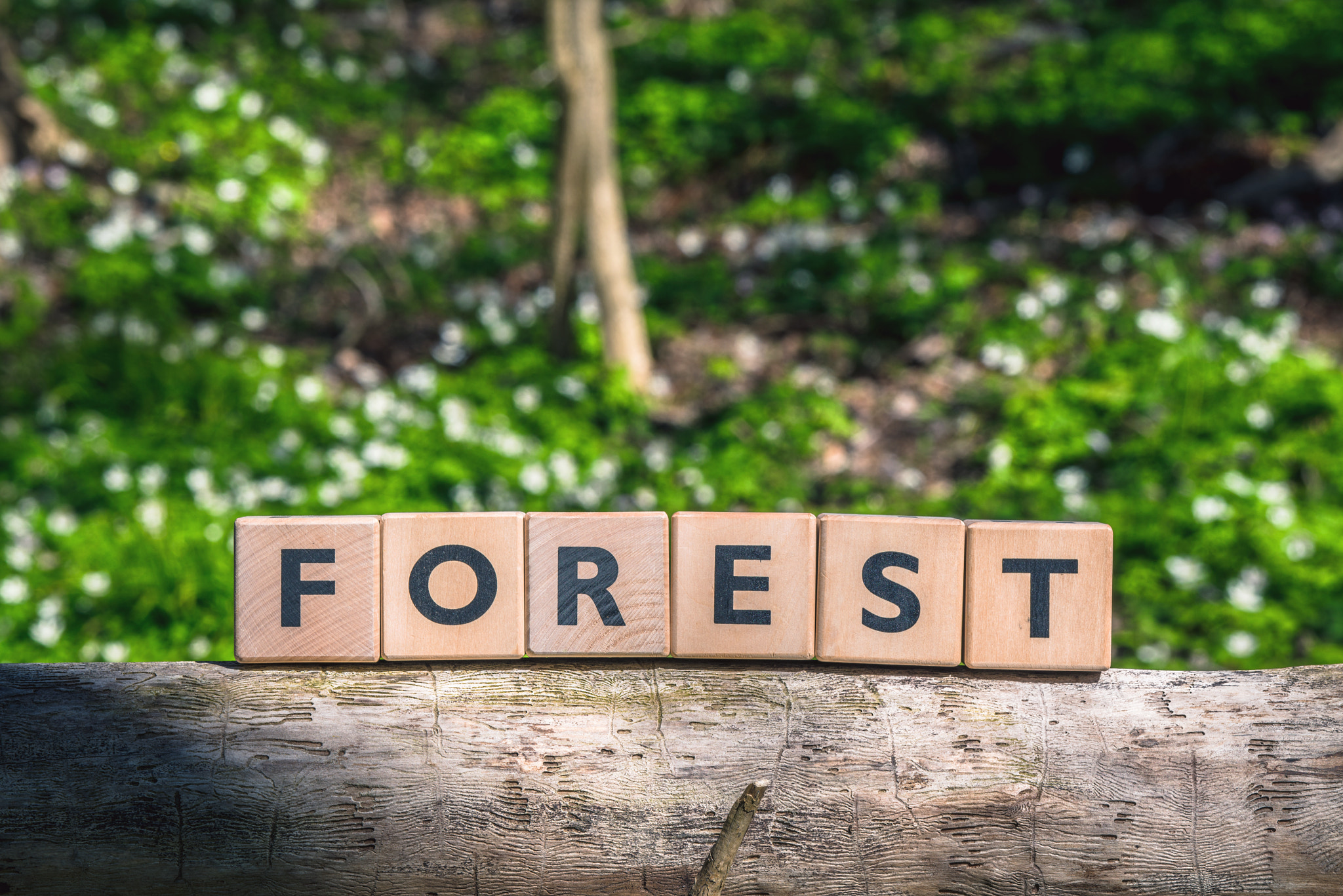 Sony a7R + Sony 70-400mm F4-5.6 G SSM II sample photo. Forest sign on a wooden branch photography