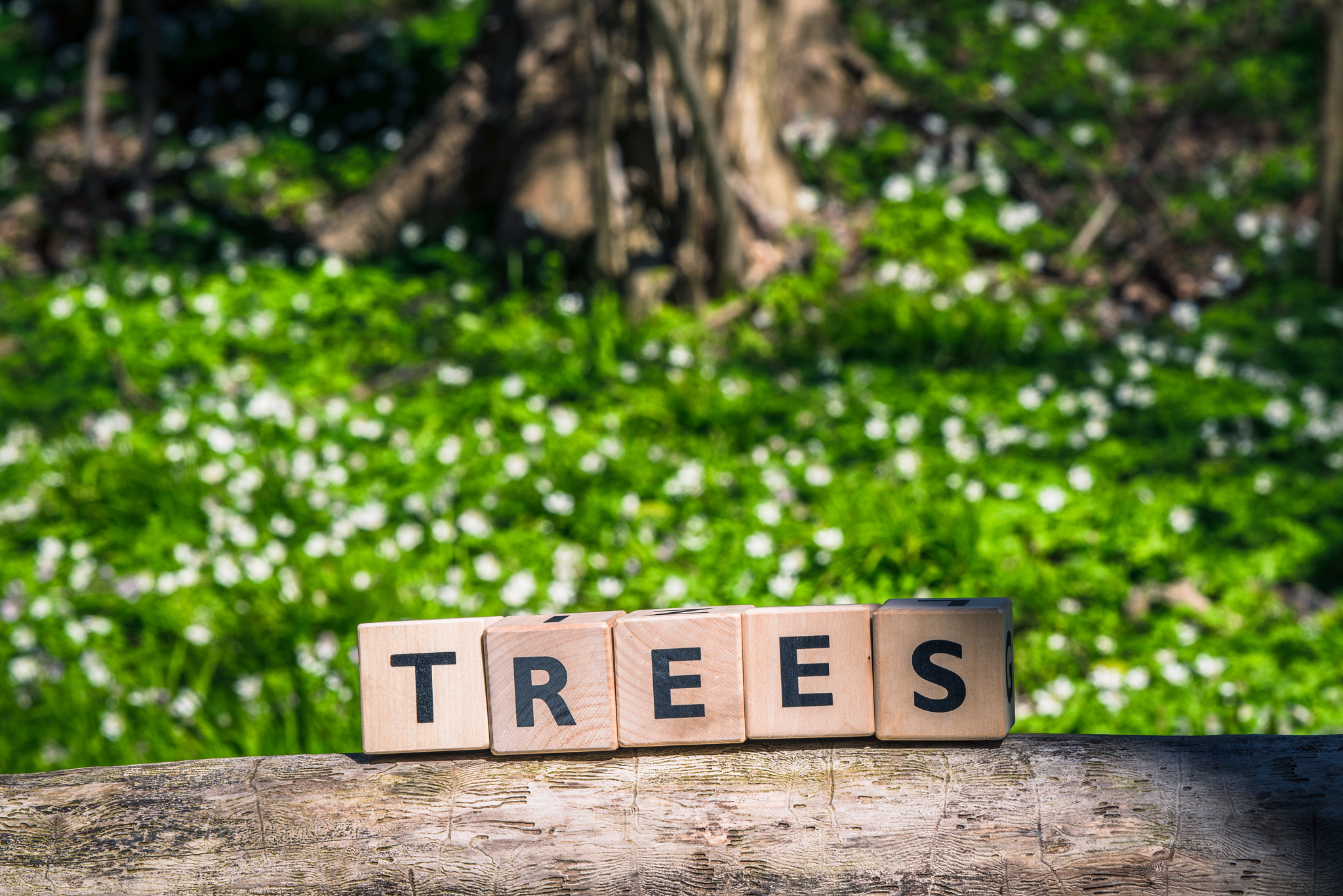 Sony a7R + Sony 70-400mm F4-5.6 G SSM II sample photo. Tree sign in a green forest photography