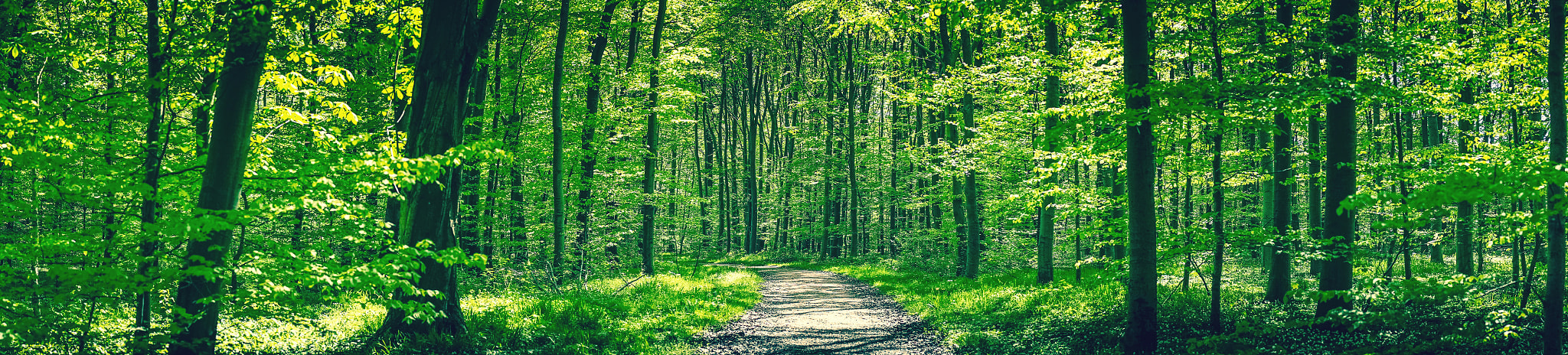 Sony a7R + Minolta AF 50mm F1.4 [New] sample photo. Forest trail in a green beech forest photography