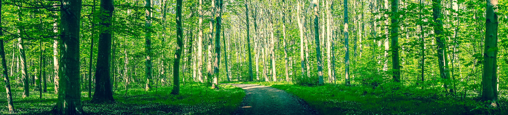 Sony a7R + Minolta AF 50mm F1.4 [New] sample photo. Forest path surrounded by green trees photography
