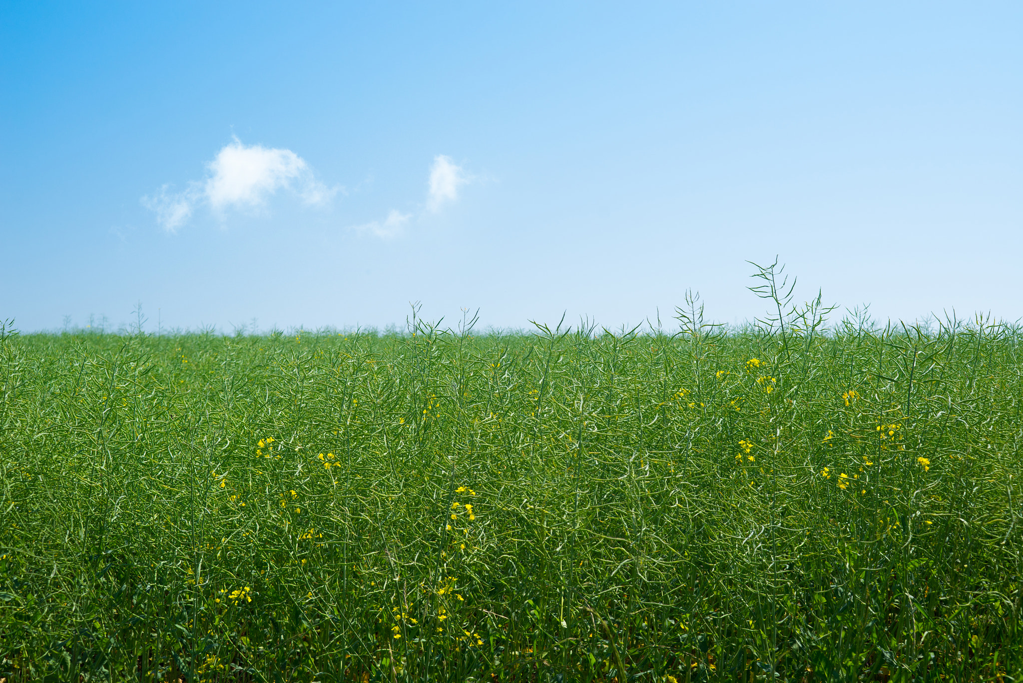 Sony a7R + Sony 50mm F1.4 sample photo. Green canola plants on a meadow photography