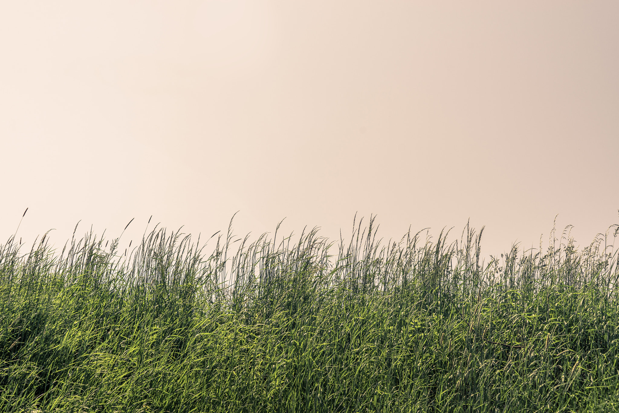 Sony a7R + Sony 50mm F1.4 sample photo. Tall grass on a meadow photography