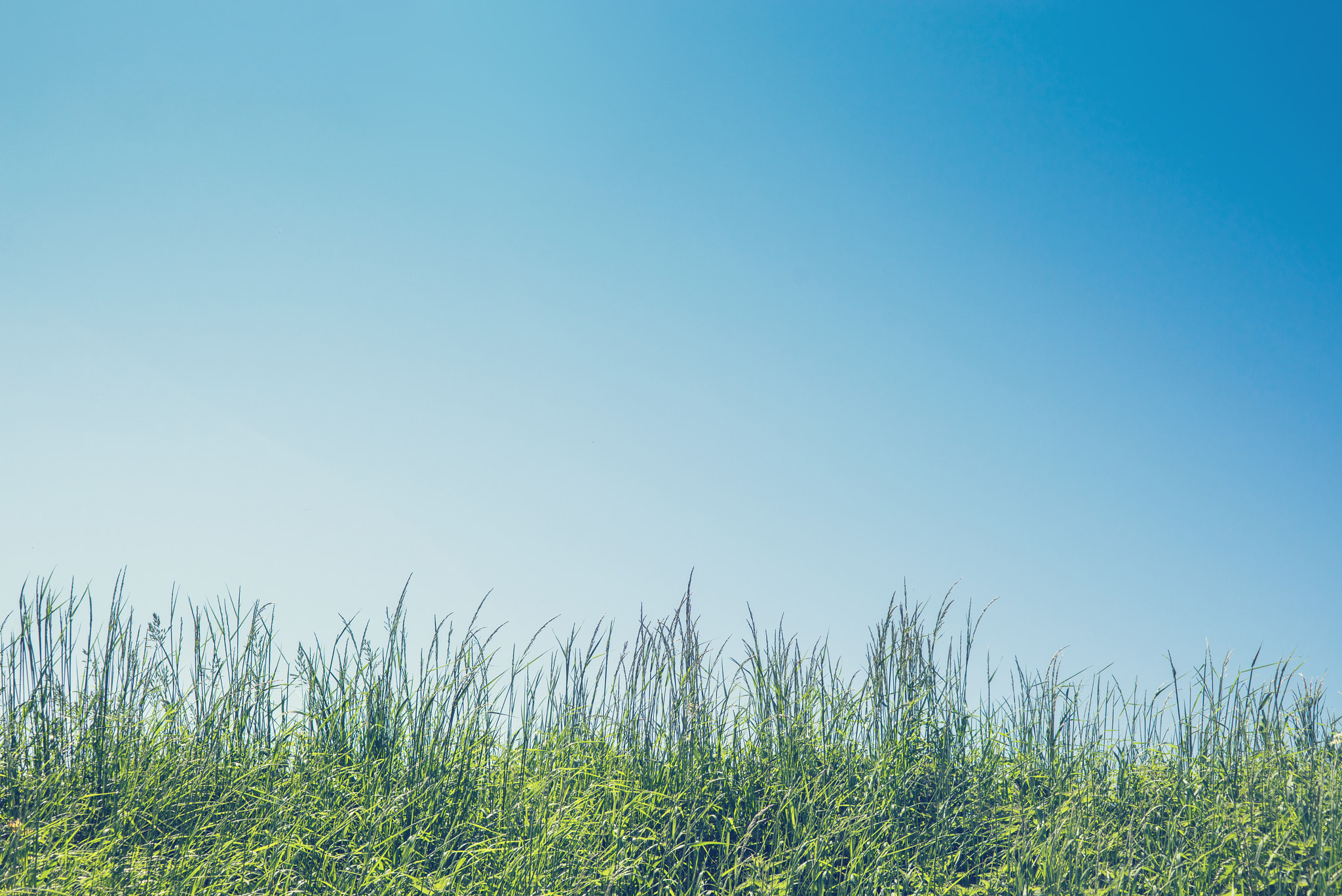 Sony 50mm F1.4 sample photo. Green grass in the summer photography