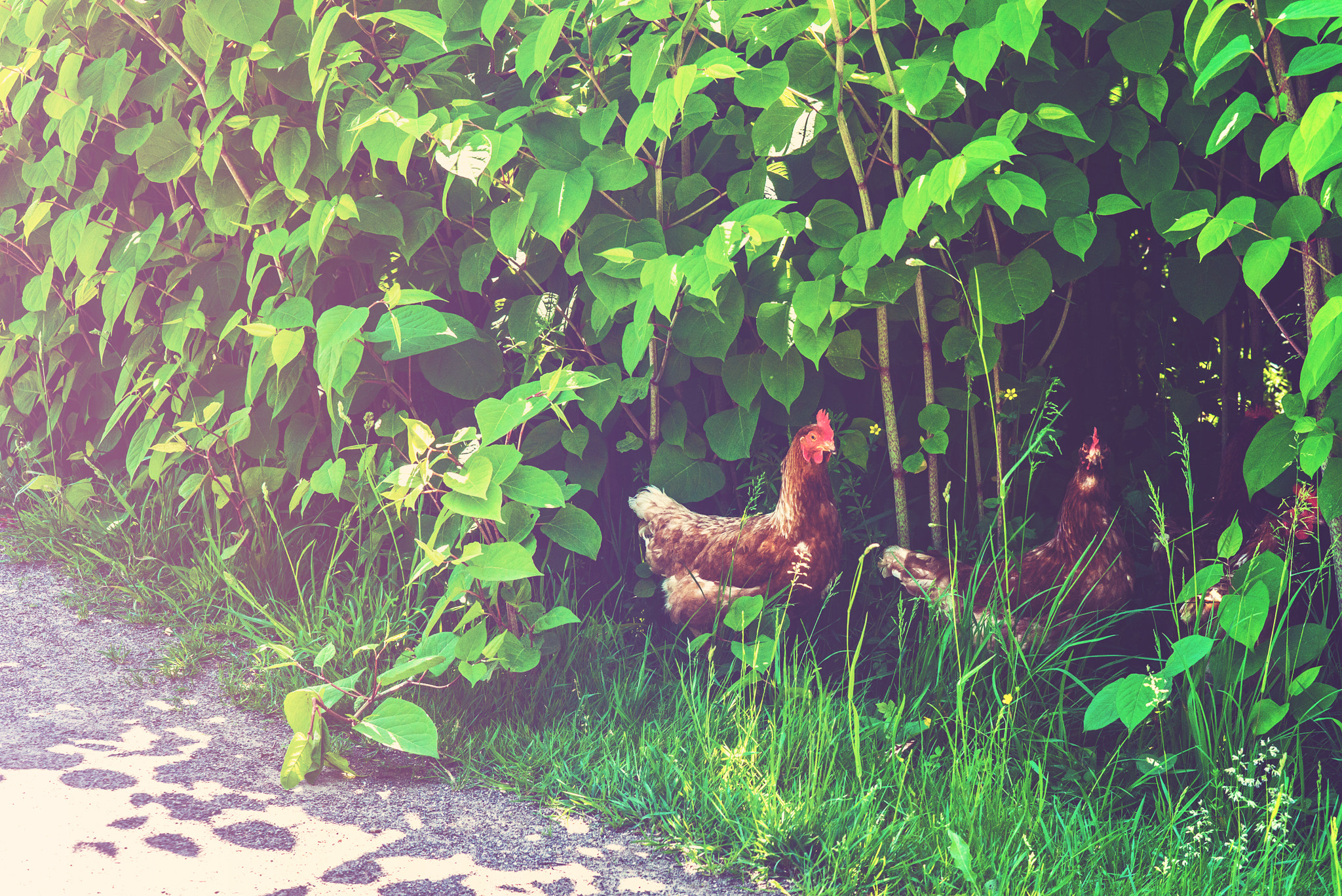 Sony a7R + Sony 50mm F1.4 sample photo. Chickens walking free in the nature photography