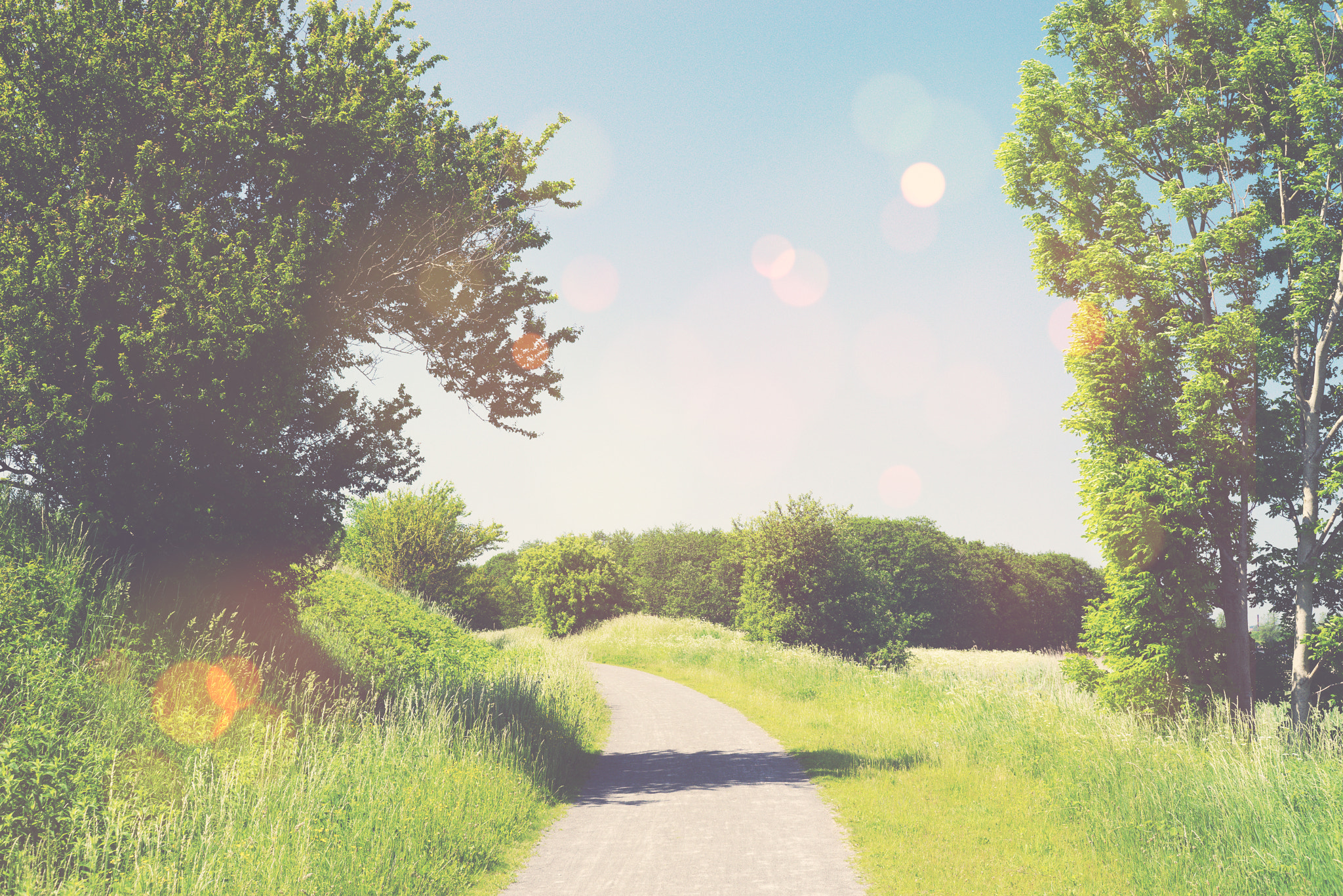 Sony a7R + Sony 50mm F1.4 sample photo. Nature trail in a summer landscape photography