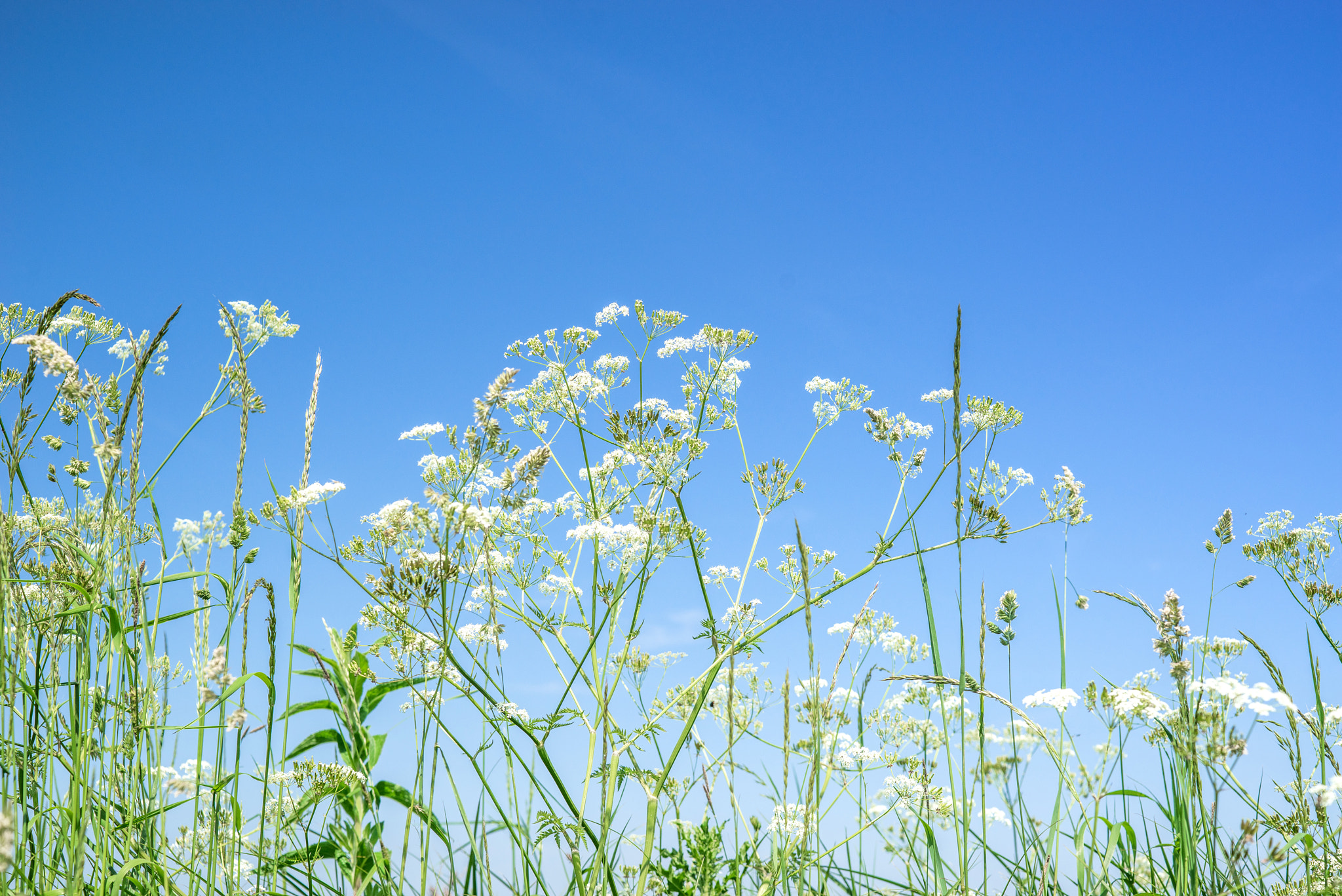 Sony a7R + Sony 50mm F1.4 sample photo. Cow parsley wildflowers in blue sky photography