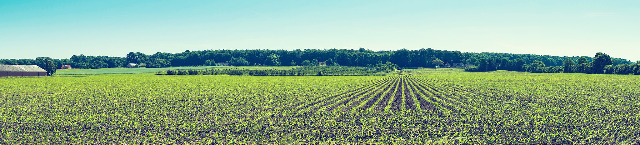 Sony a7R + Minolta AF 50mm F1.4 [New] sample photo. Agricultural field with crops on a row photography
