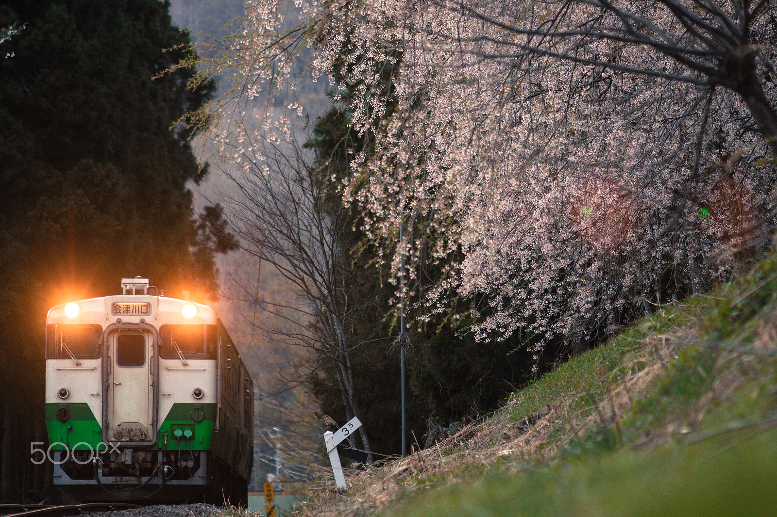Canon EF 70-200mm F2.8L USM sample photo. Weeping cherry tree photography