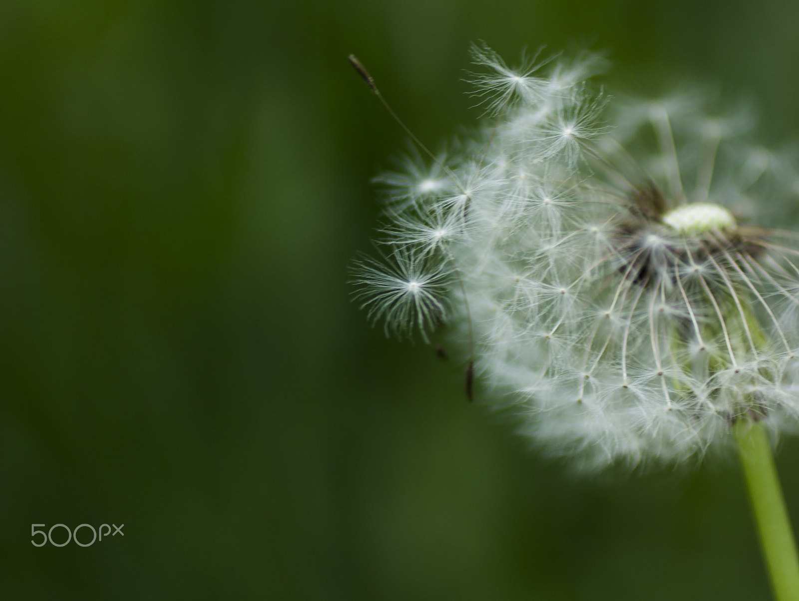 Canon EOS 600D (Rebel EOS T3i / EOS Kiss X5) + Canon EF 50mm F2.5 Macro sample photo. Dandelion photography