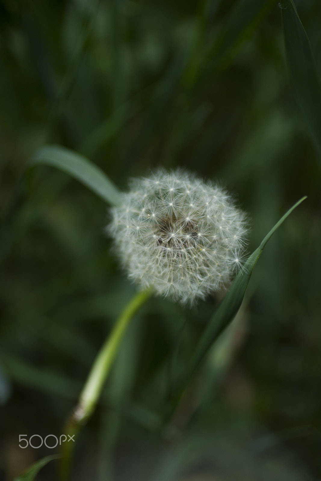 Canon EOS 600D (Rebel EOS T3i / EOS Kiss X5) + Canon EF 50mm F2.5 Macro sample photo. Dandelion photography