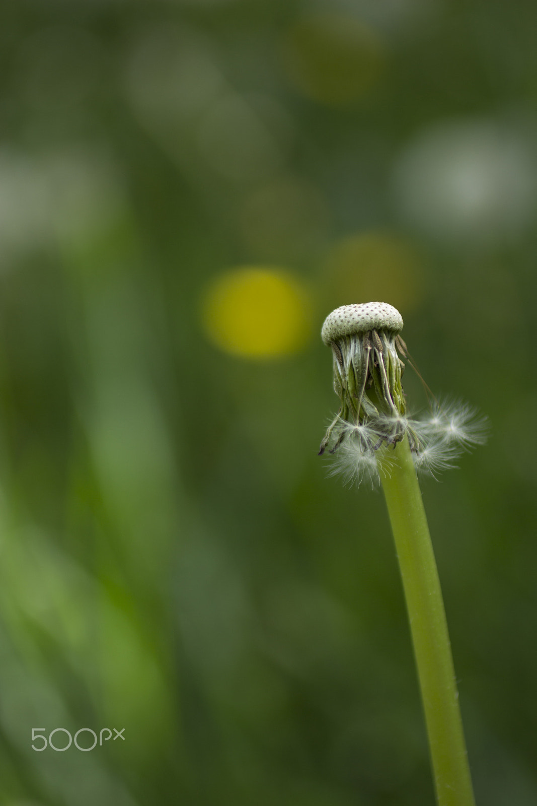 Canon EOS 600D (Rebel EOS T3i / EOS Kiss X5) + Canon EF 50mm F2.5 Macro sample photo. Dandelion photography