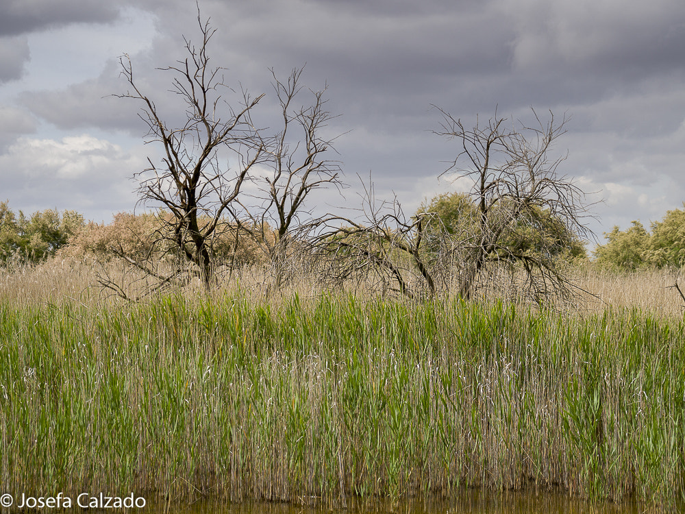 Tamron 14-150mm F3.5-5.8 Di III sample photo. Tablas de daimiel photography