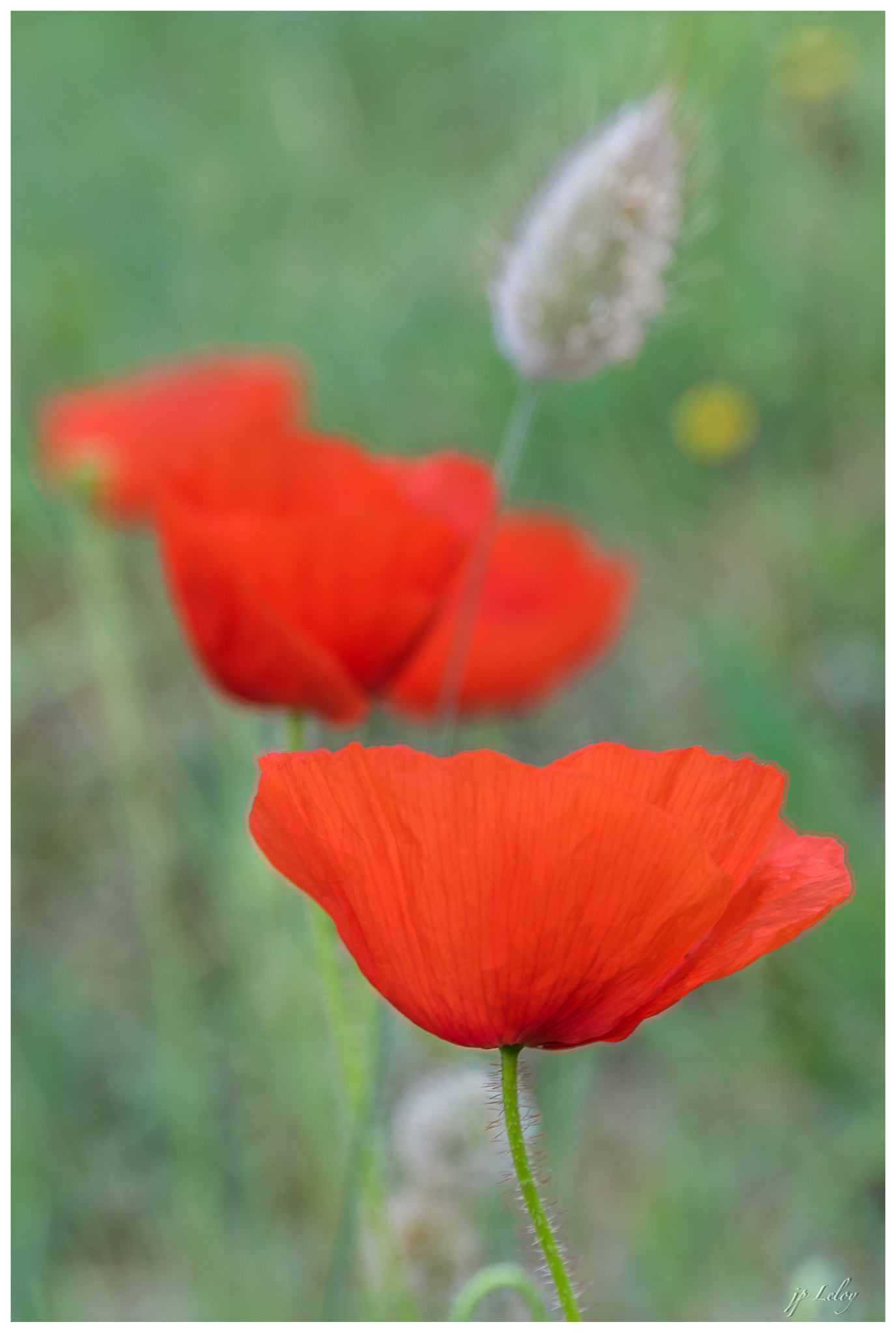 Sigma 17-70mm F2.8-4 DC Macro HSM sample photo. Rouge photography