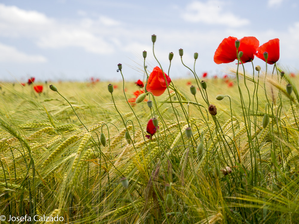 Tamron 14-150mm F3.5-5.8 Di III sample photo. Tablas de daimiel photography