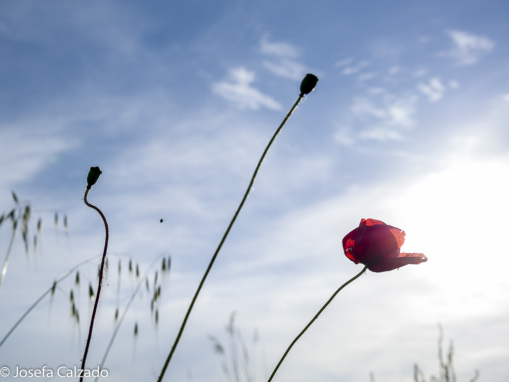 Tamron 14-150mm F3.5-5.8 Di III sample photo. Tablas de daimiel photography