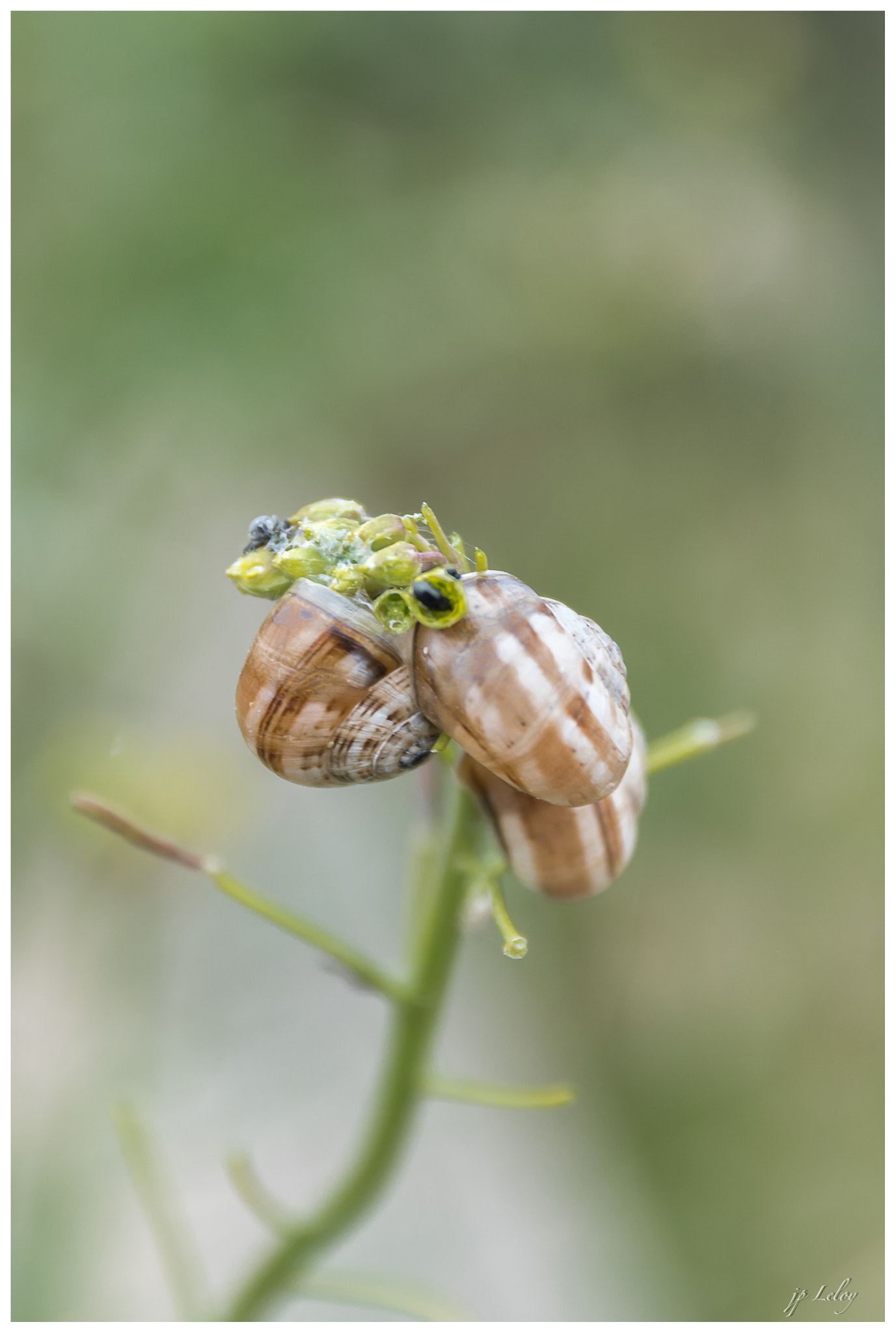 Sigma 17-70mm F2.8-4 DC Macro HSM sample photo. Escargots photography
