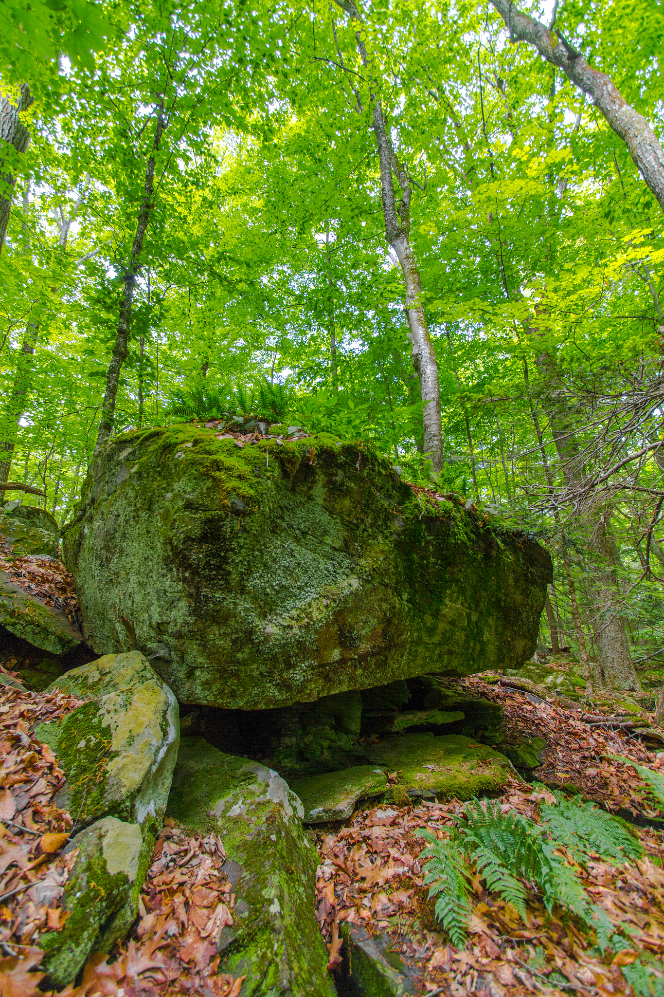 Canon EF-S 10-22mm F3.5-4.5 USM sample photo. Forest boulder photography