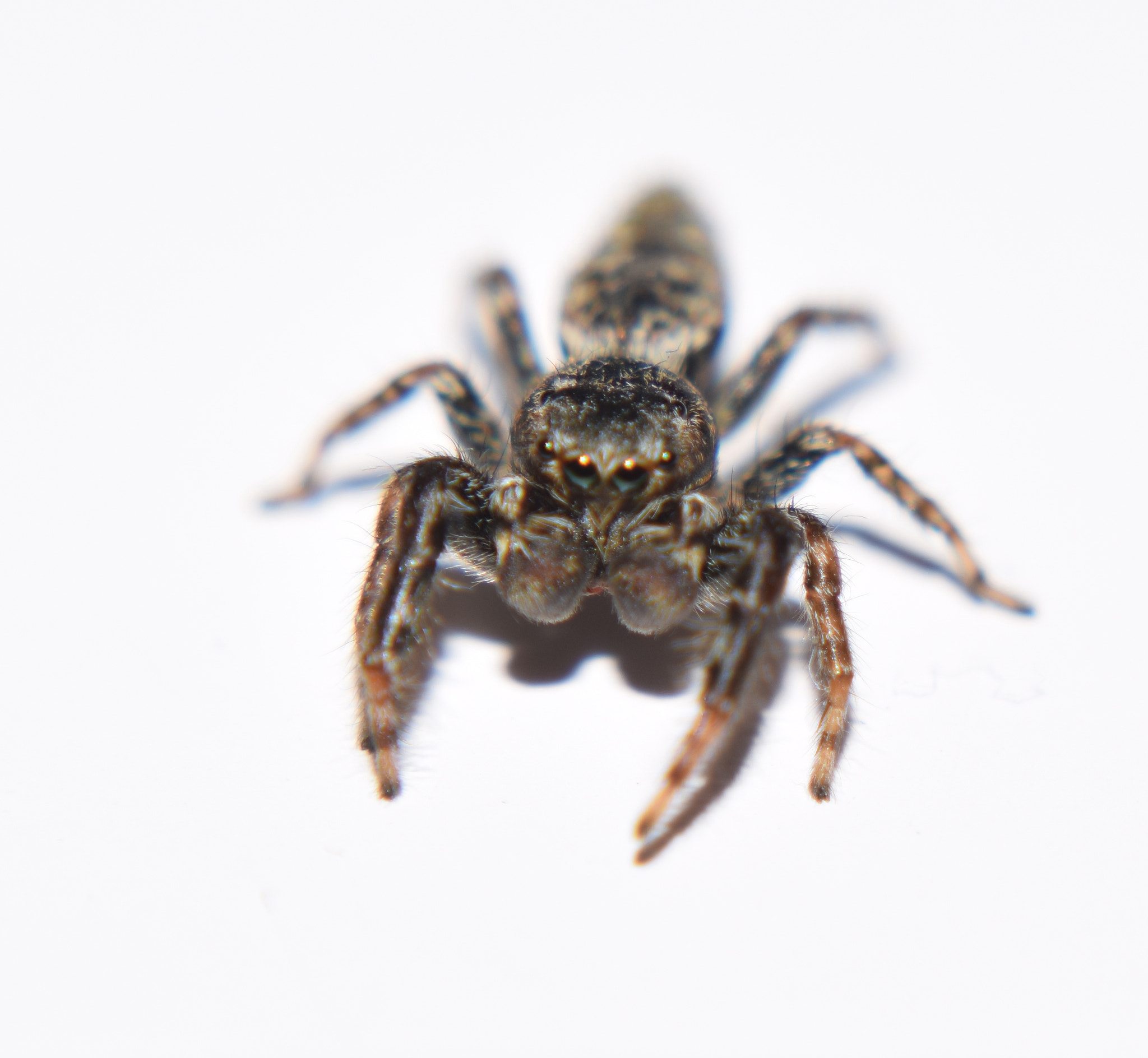 Nikon D3300 + IX-Nikkor 60-180mm f/4-5.6 sample photo. Little spider photography