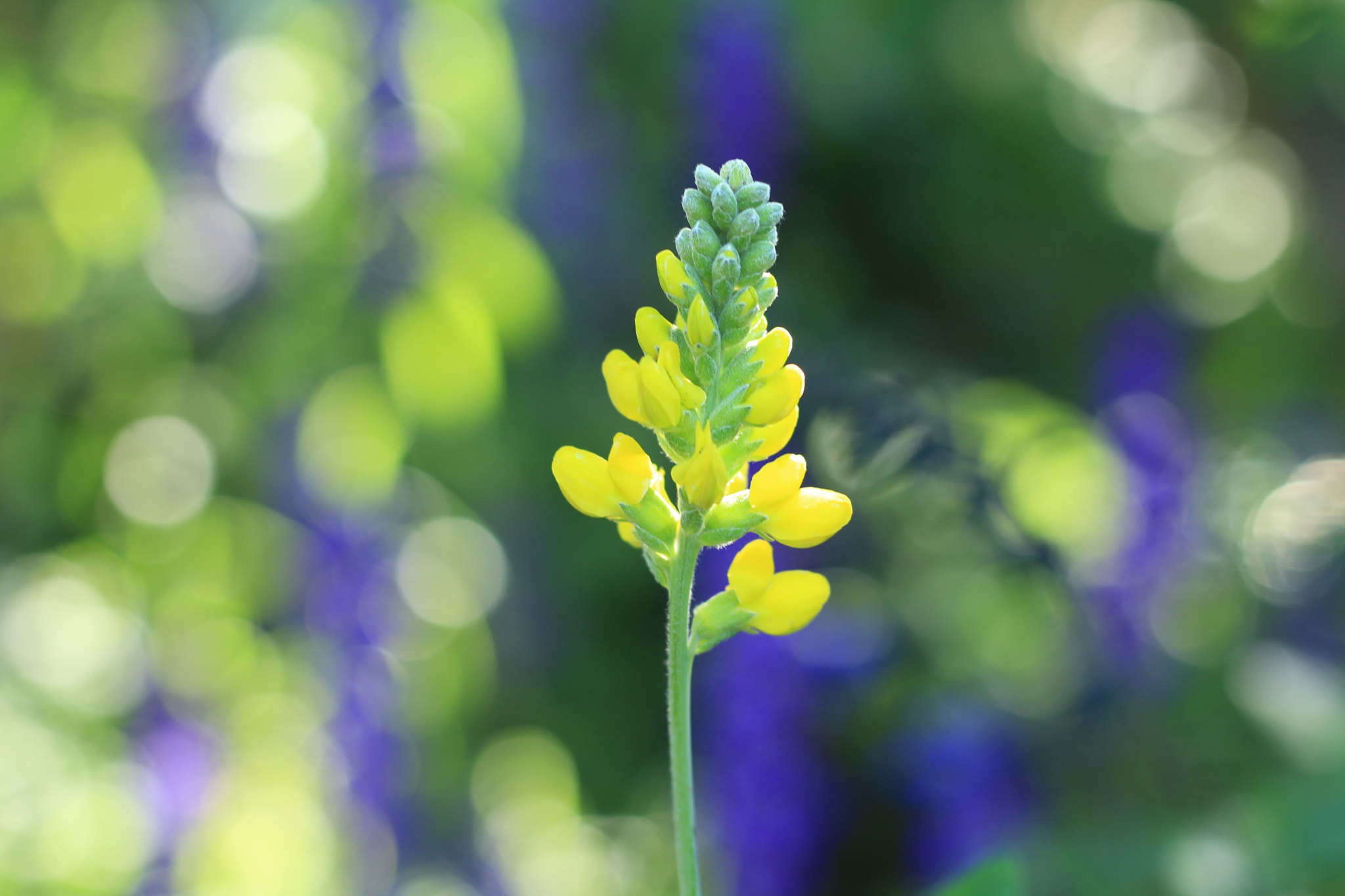 Canon EOS M + Canon EF 50mm F1.8 STM sample photo. Flowers photography