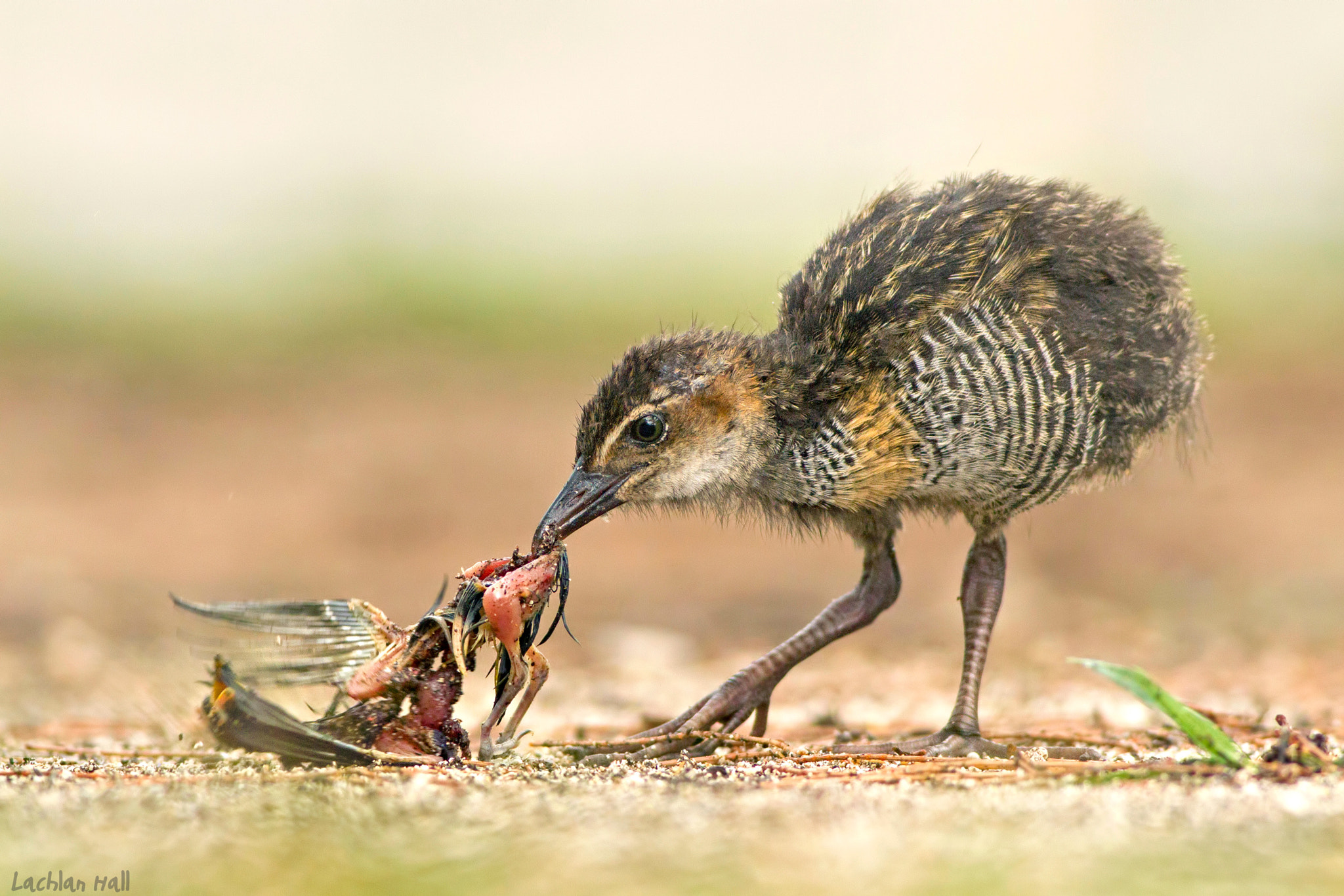 Canon EOS 7D + Canon EF 400mm F5.6L USM sample photo. The scavenger photography