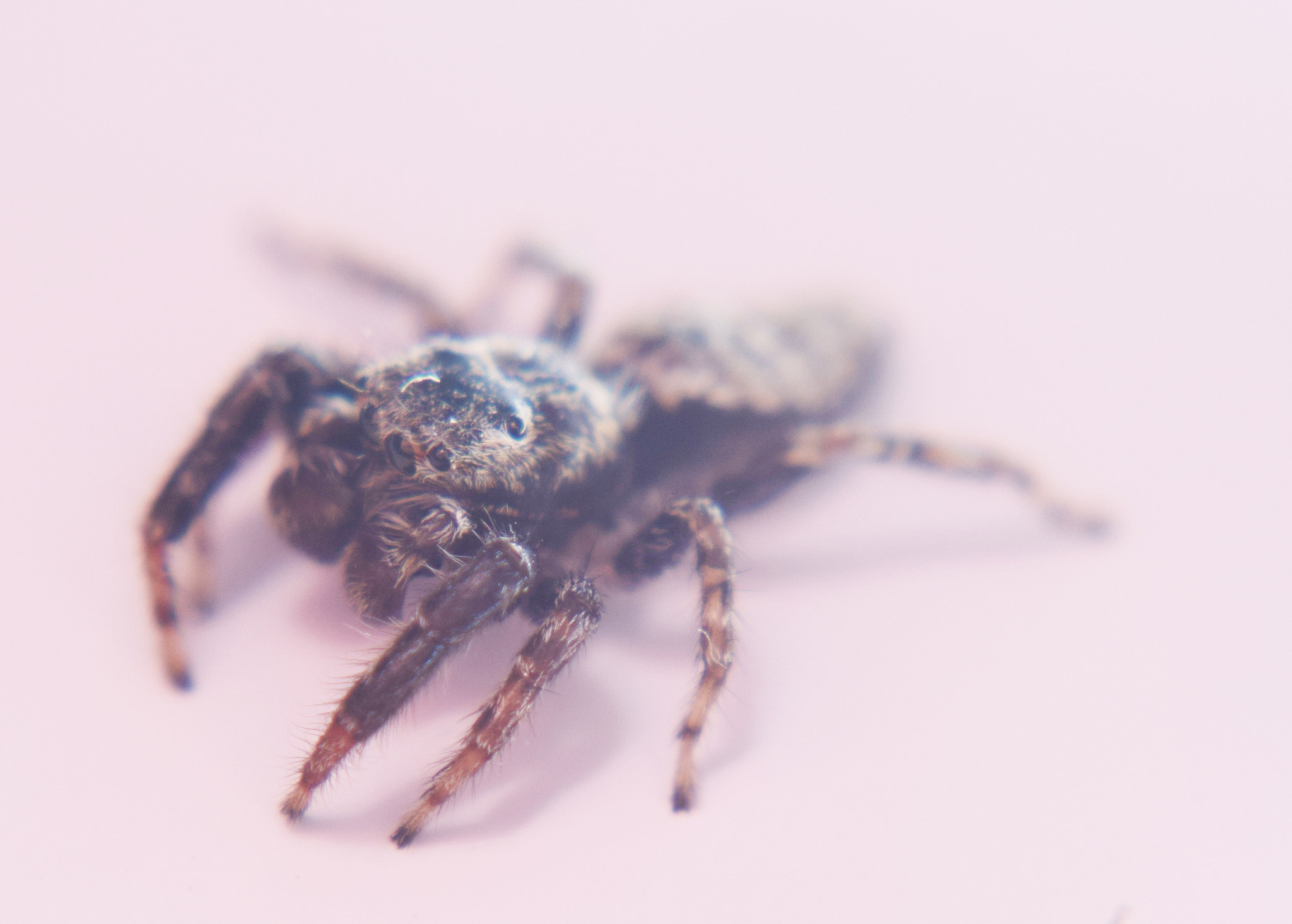 AF Zoom-Nikkor 35-80mm f/4-5.6D sample photo. Spider photography