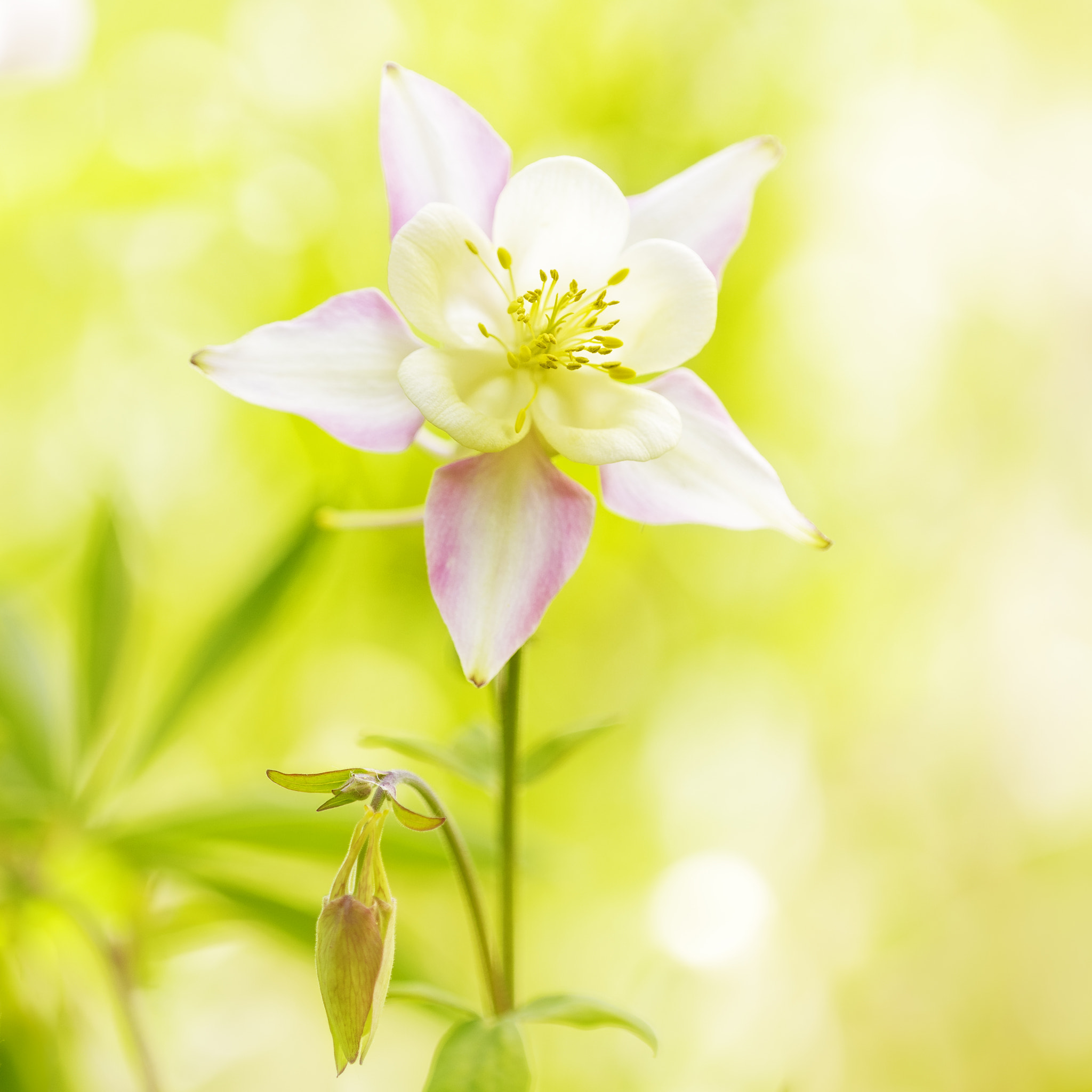 Nikon D810 + Nikon AF Micro-Nikkor 200mm F4D ED-IF sample photo. Aquilegia photography