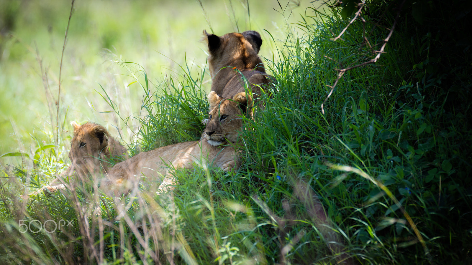 Canon EOS 5DS + Canon EF 200mm F2.8L II USM sample photo. Lion cubs.jpg photography