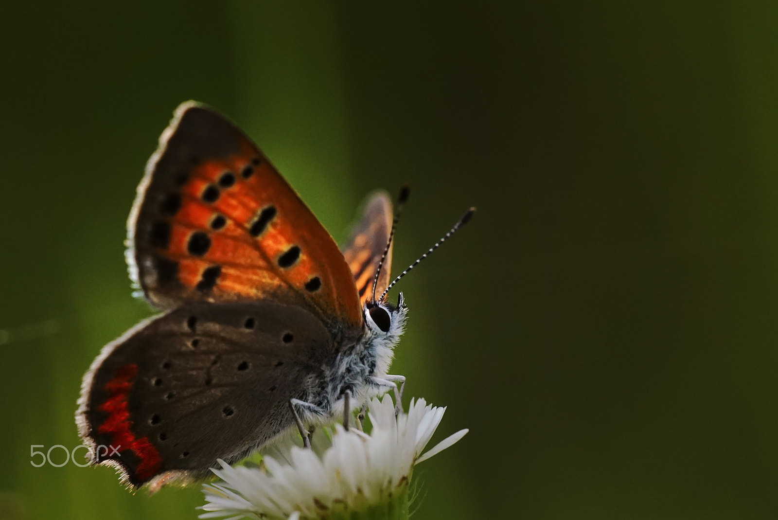 Sony ILCA-77M2 + Minolta AF 100mm F2.8 Macro [New] sample photo. The small copper photography