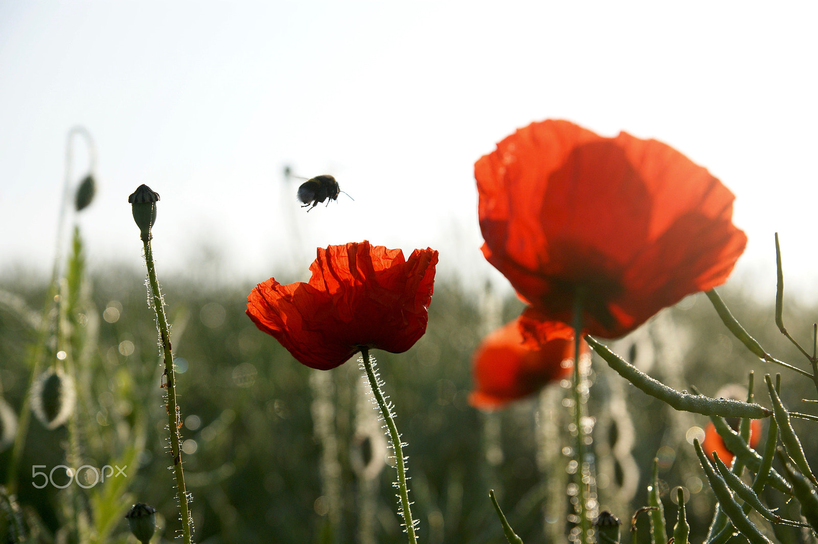 Sony Alpha DSLR-A290 + Sony DT 16-50mm F2.8 SSM sample photo. Early in the morning photography