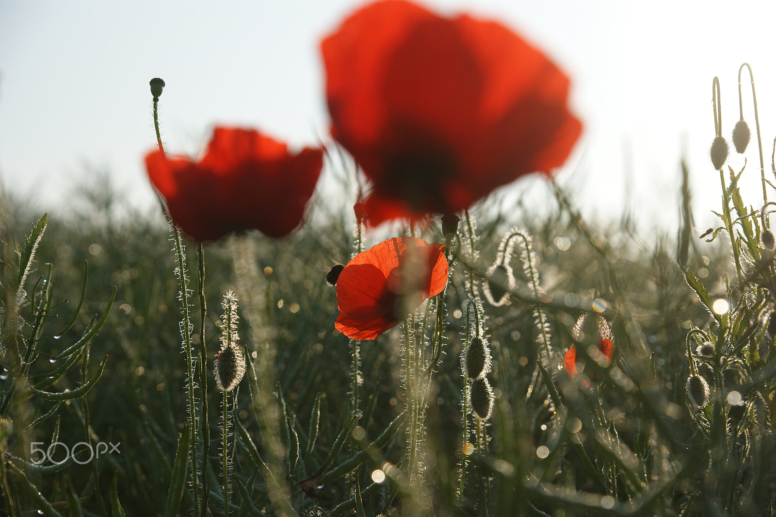 Sony Alpha DSLR-A290 + Sony DT 16-50mm F2.8 SSM sample photo. Find the bumblebee photography