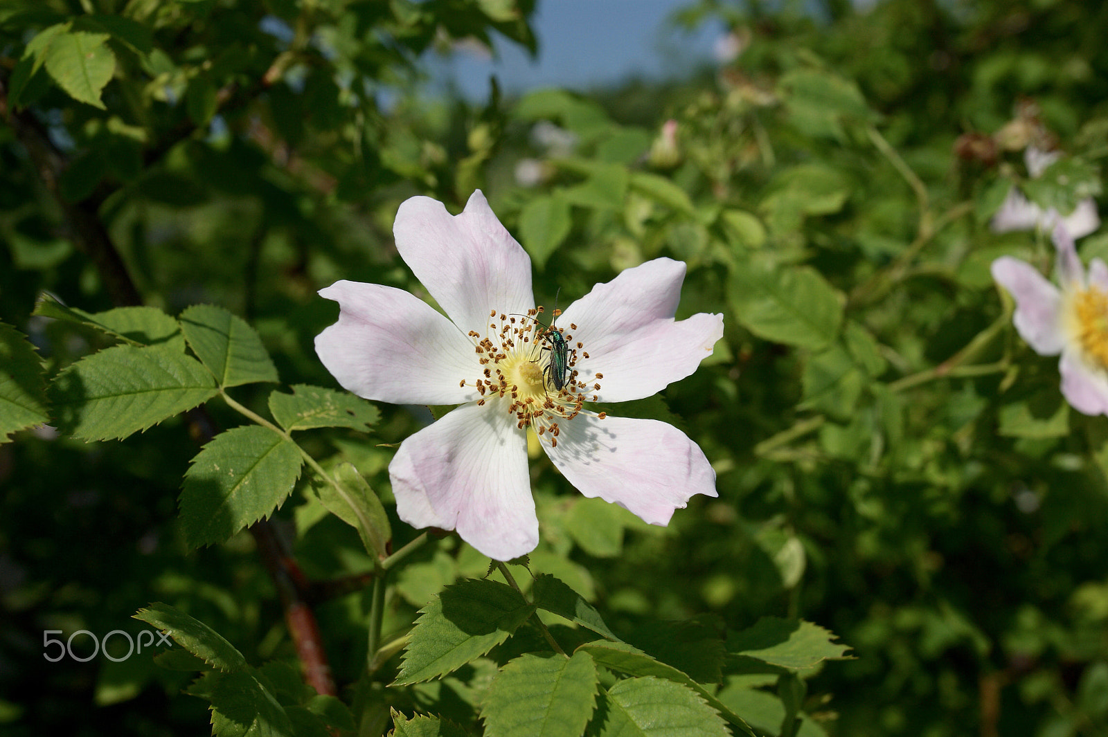 Sony Alpha DSLR-A290 + Sony DT 16-50mm F2.8 SSM sample photo. Elegant metallica on wild rose photography