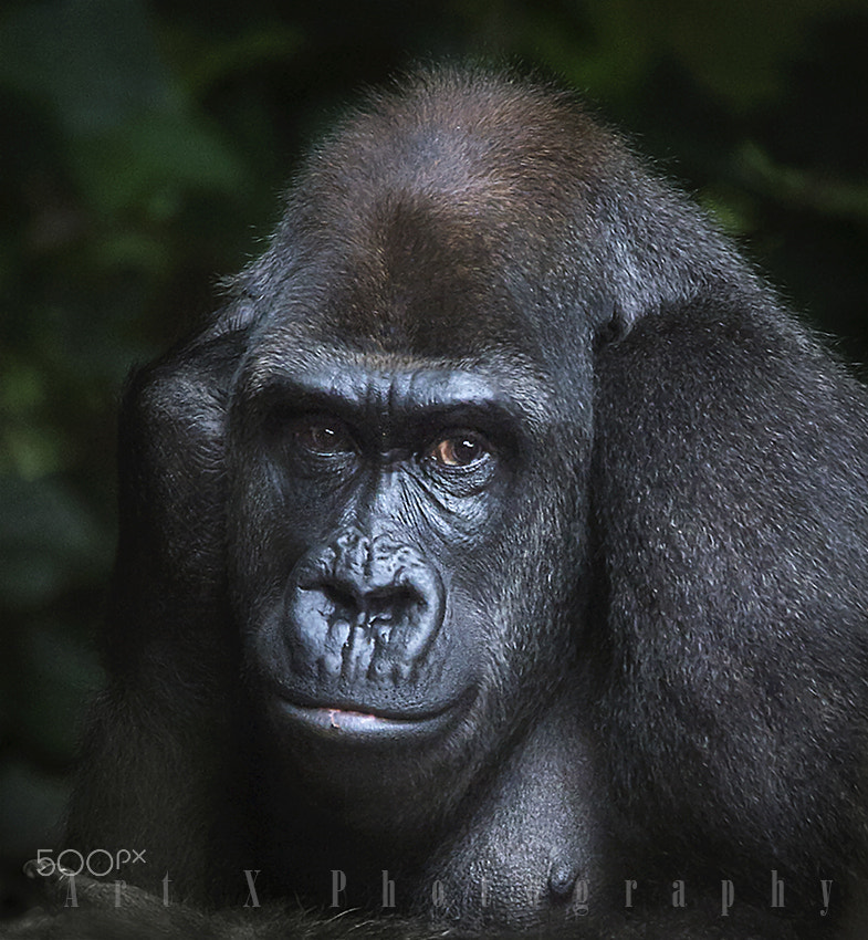 Nikon AF-S Nikkor 400mm F2.8G ED VR II sample photo