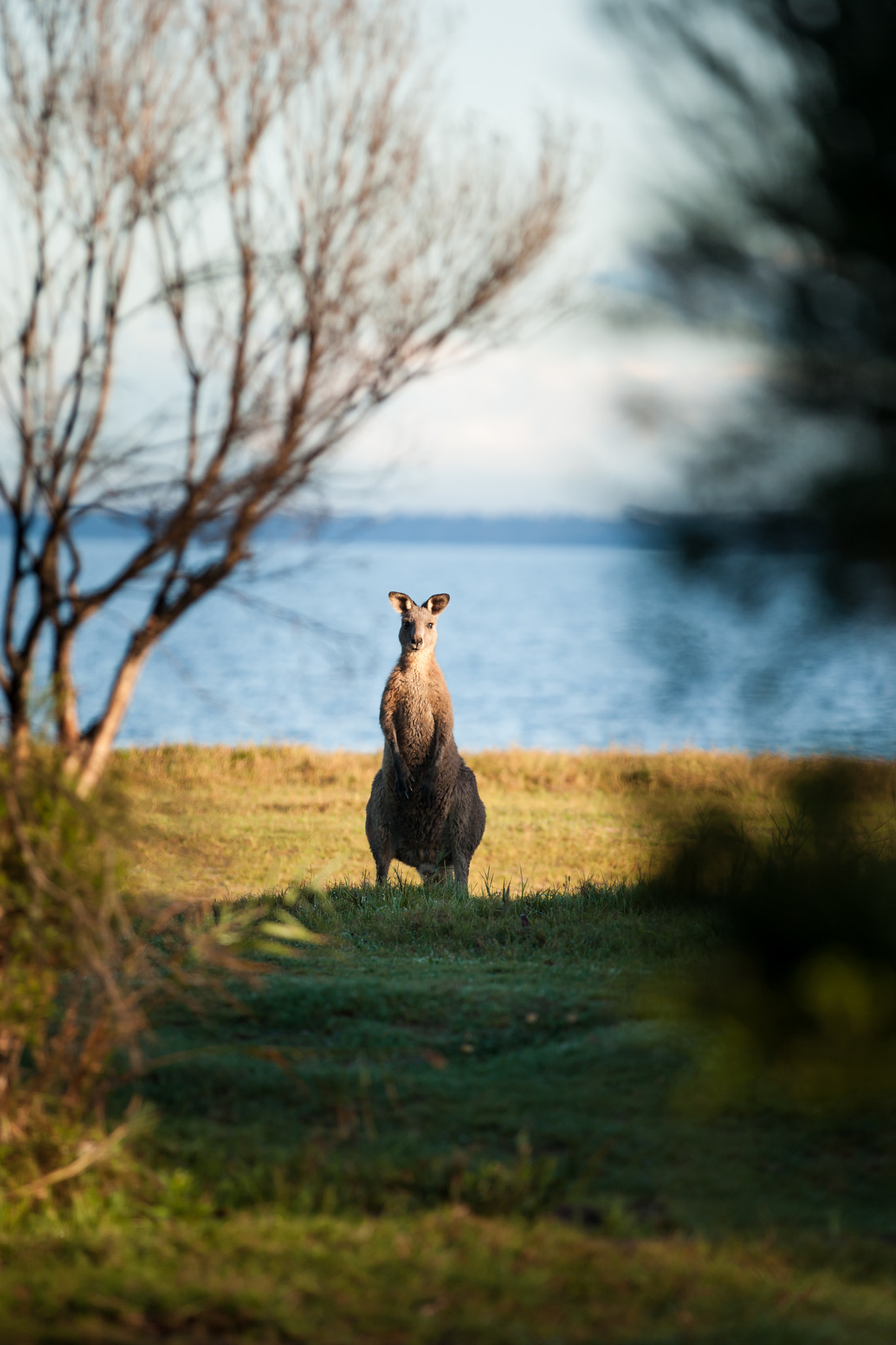 Canon EOS-1D Mark III sample photo. Kangaroo photography