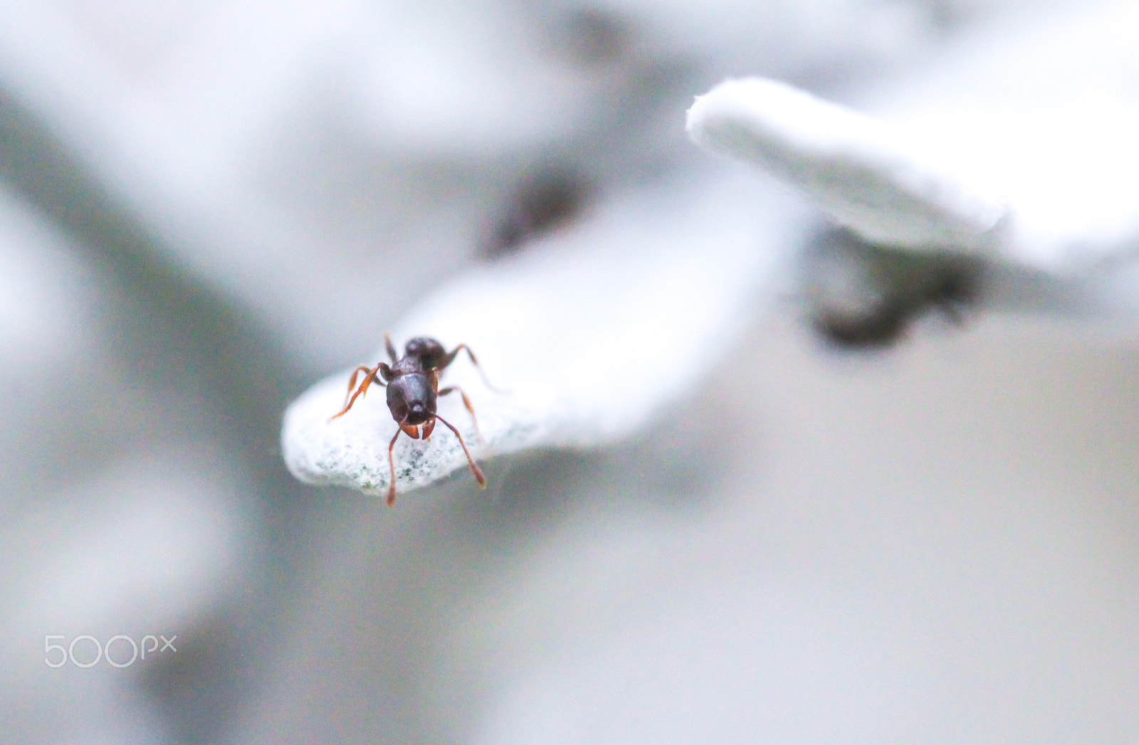 Sigma 105mm F2.8 EX DG OS HSM sample photo. Precipice photography