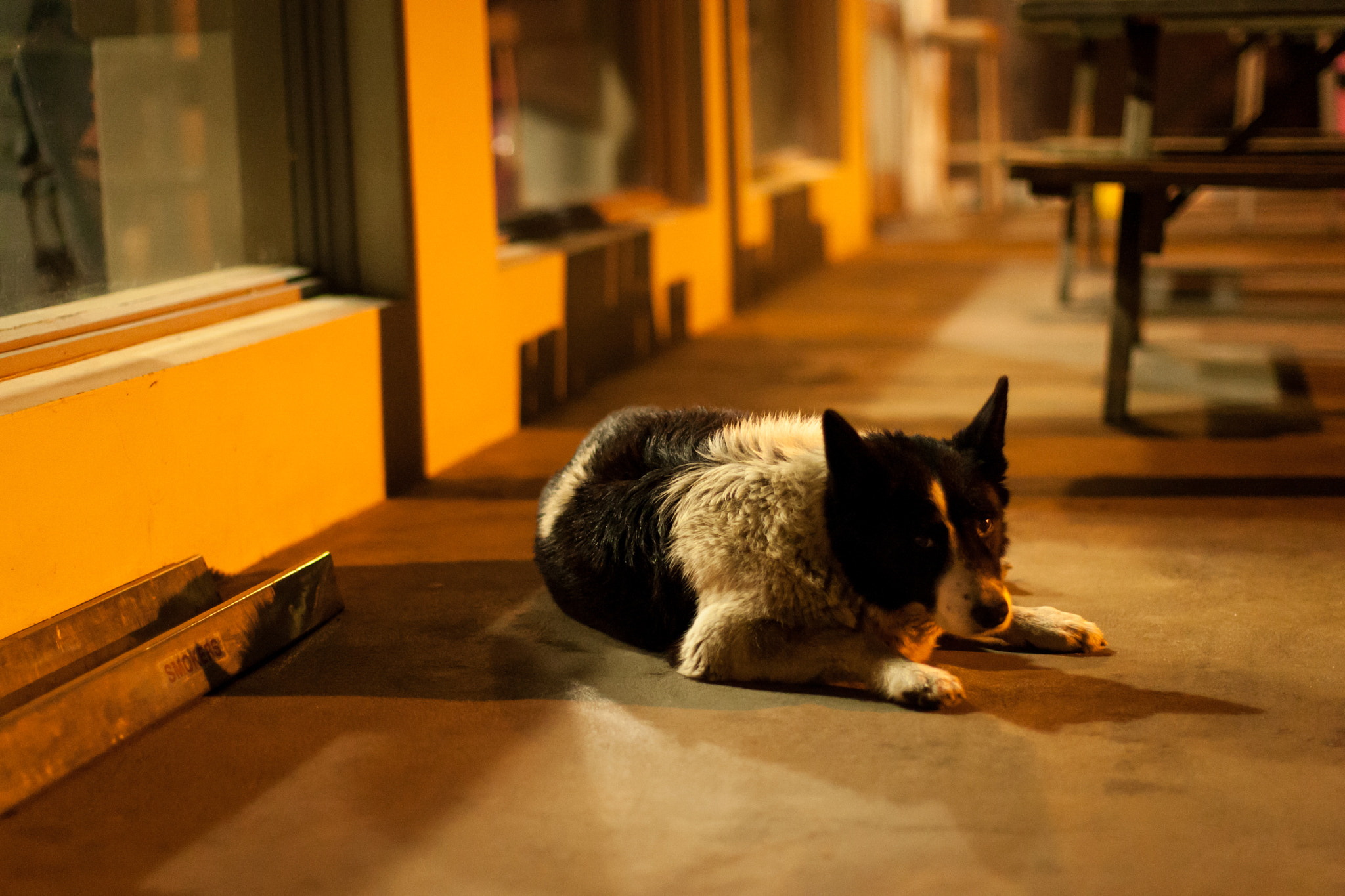 Canon EOS-1D Mark III sample photo. Pub dog photography