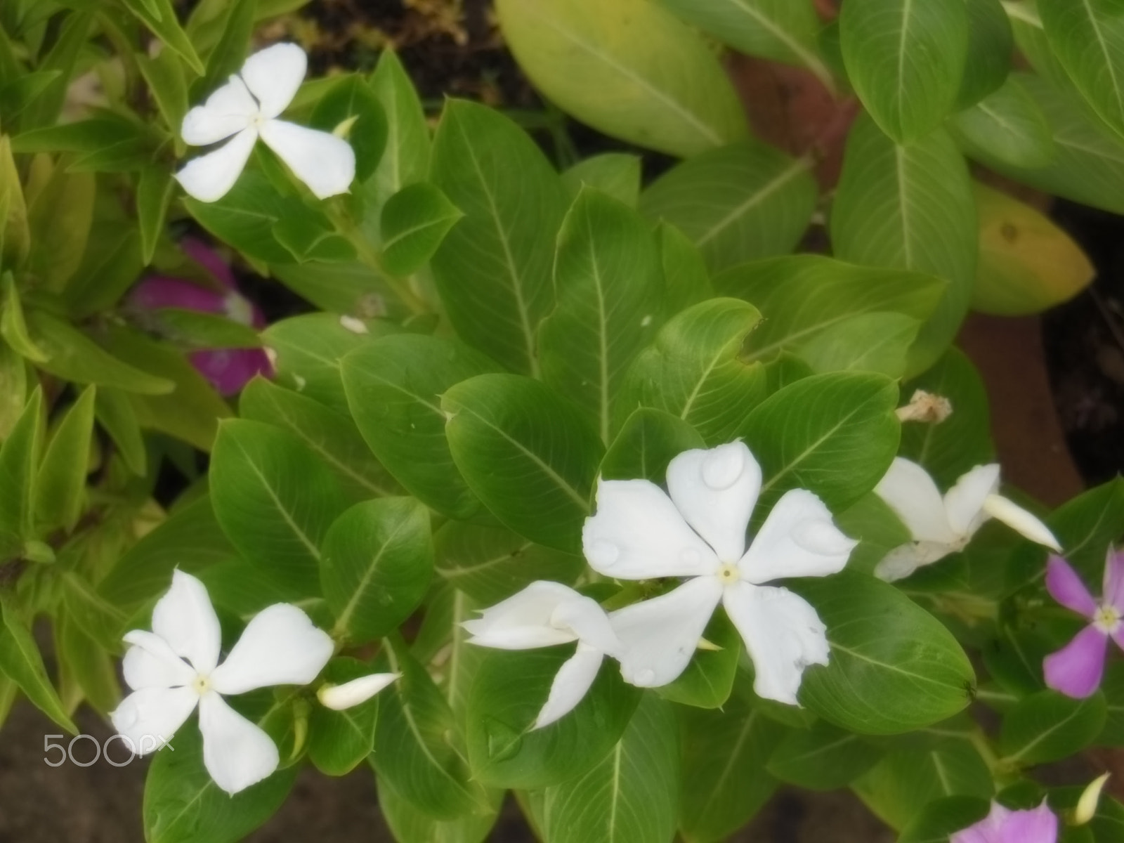 Nikon COOLPIX S9200 sample photo. Catharanthus roseus/  madagascar periwinkle photography