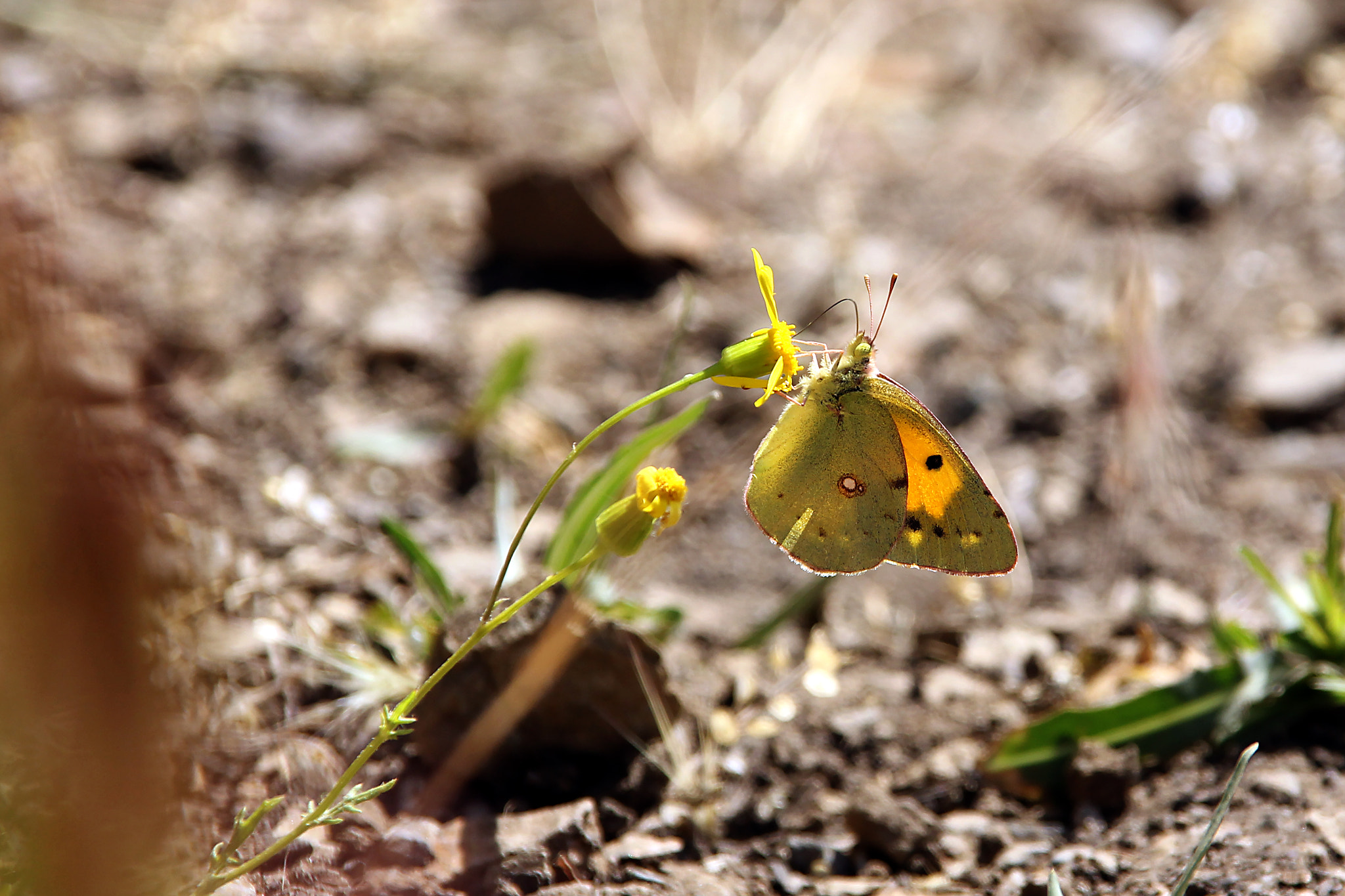 Canon EOS 550D (EOS Rebel T2i / EOS Kiss X4) sample photo. The butterfly photography