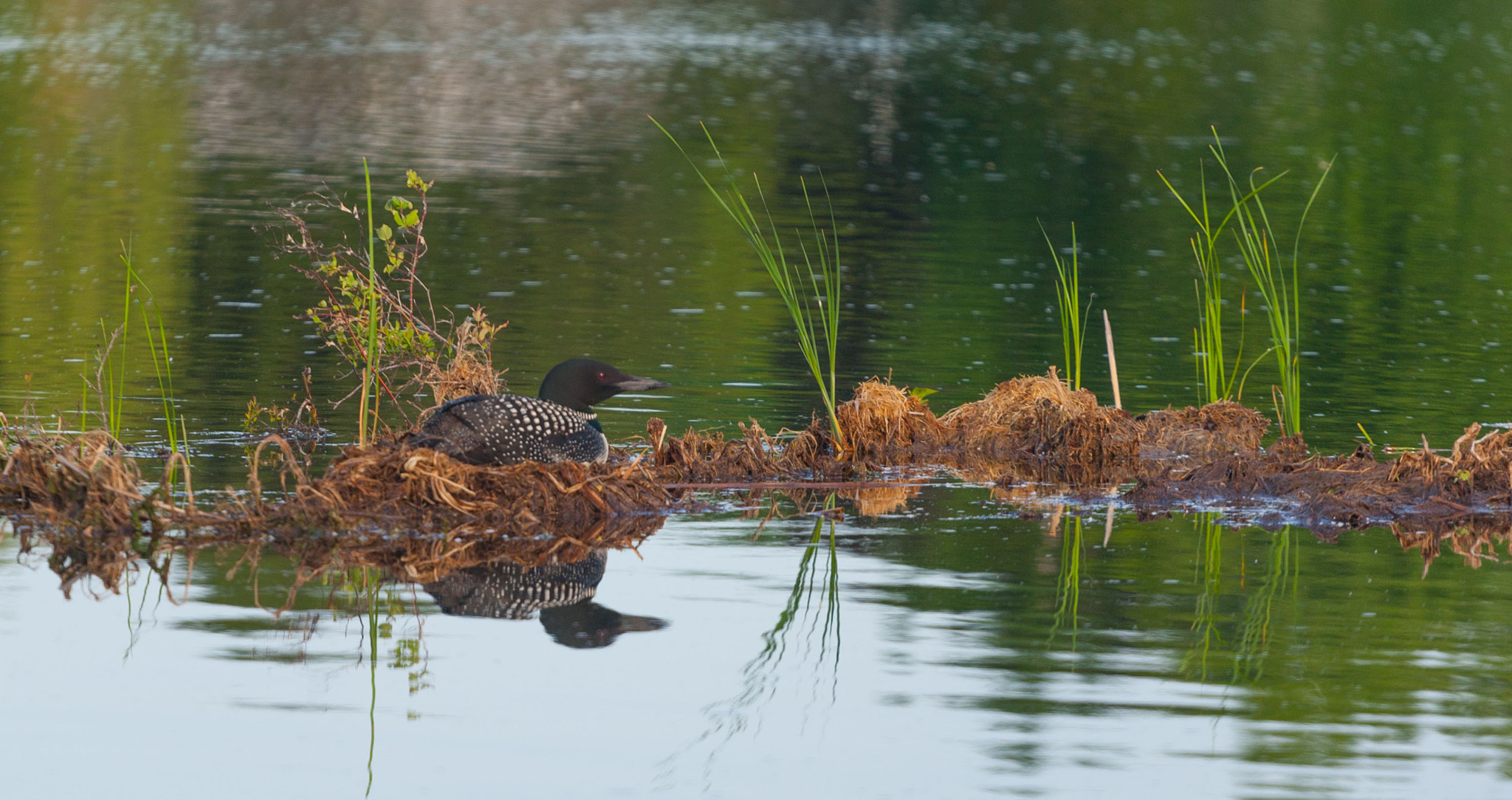 Canon EOS-1D Mark III sample photo. Loon sitting pretty photography