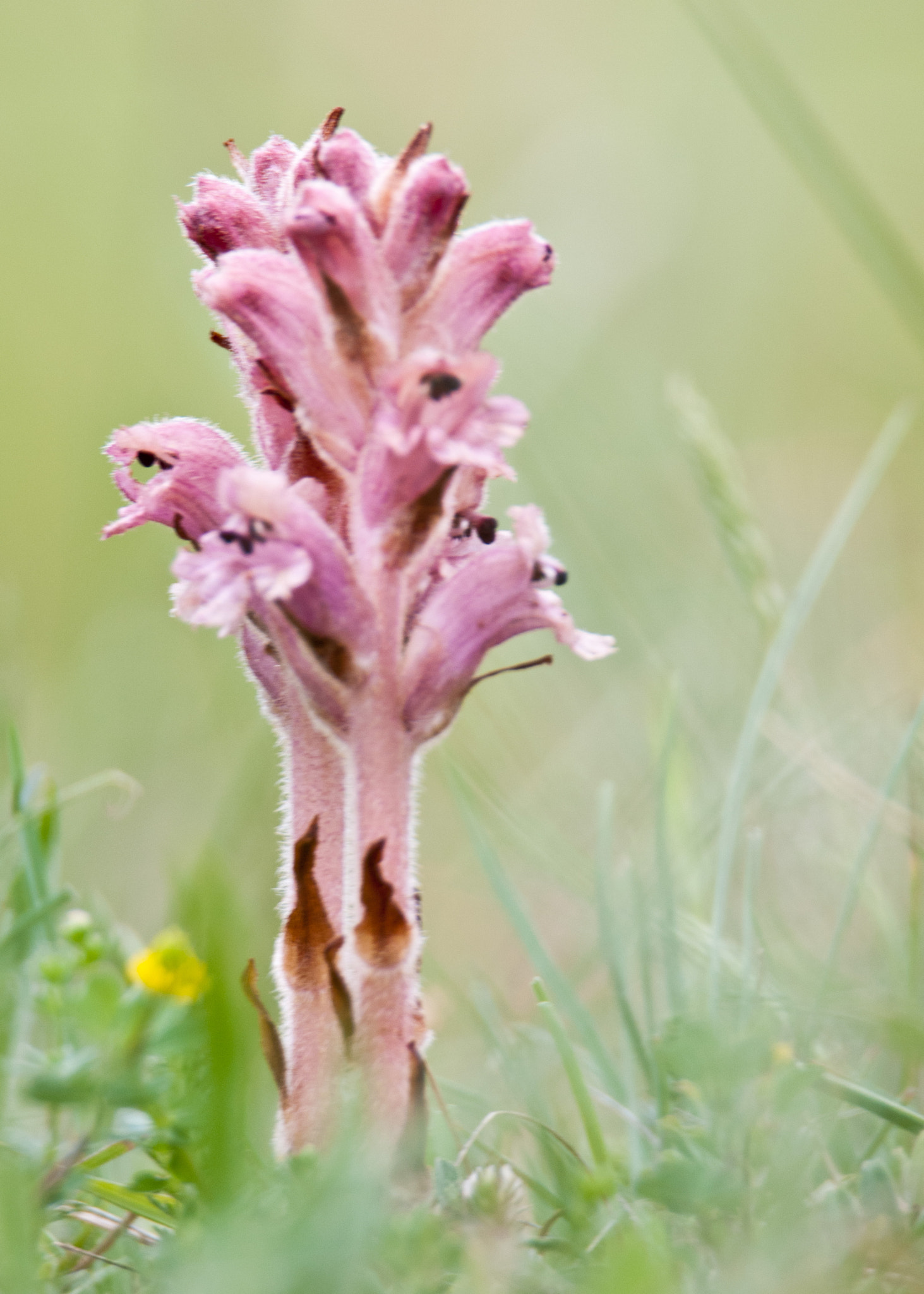 Nikon D300S sample photo. Broomrape photography