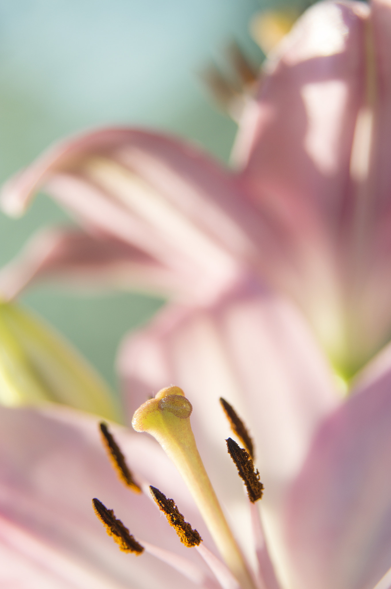 Nikon AF Nikkor 24-85mm F2.8-4D IF sample photo. Lillie scents photography
