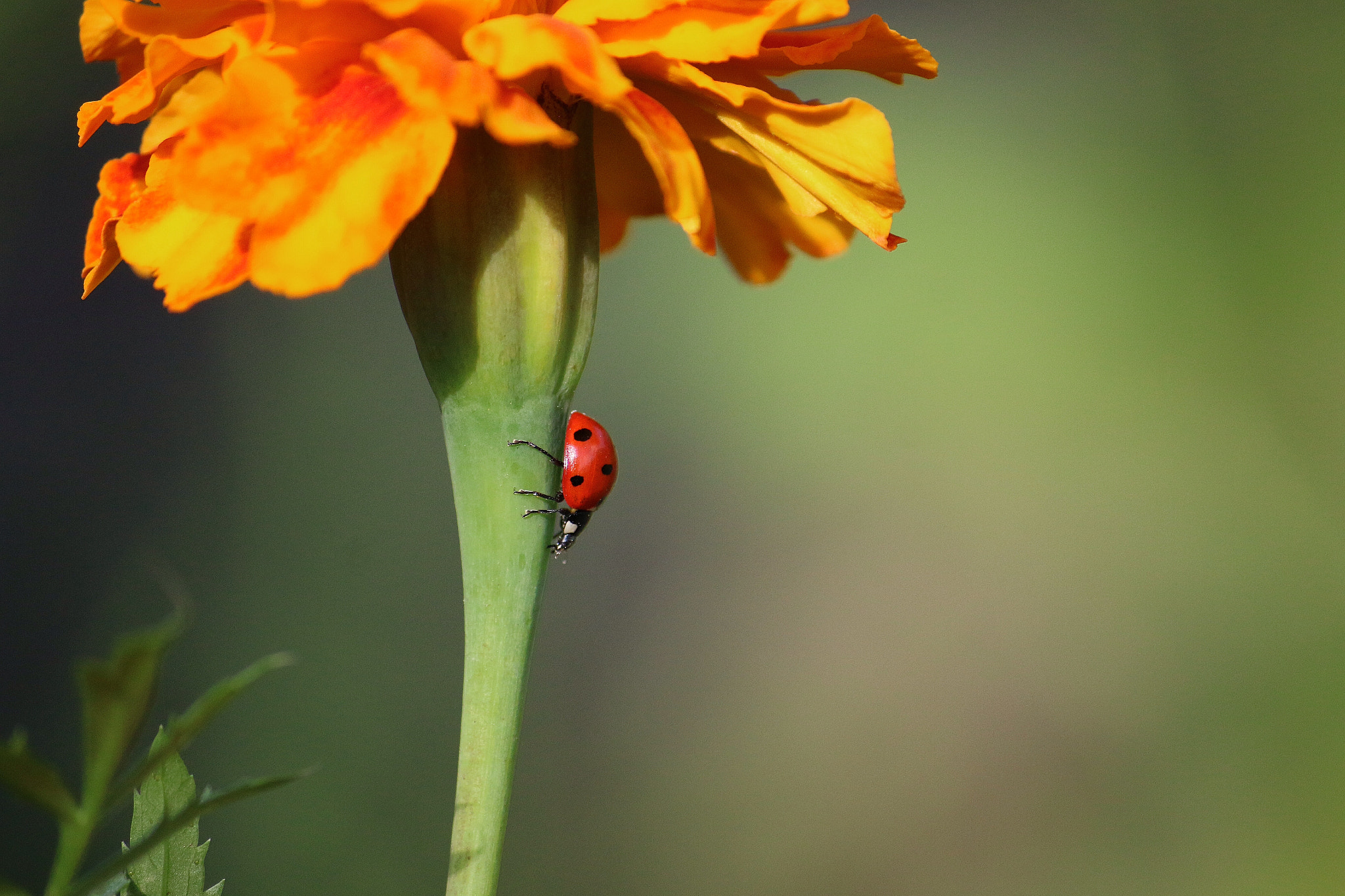 Canon EF-S 55-250mm F4-5.6 IS sample photo. 7 points photography