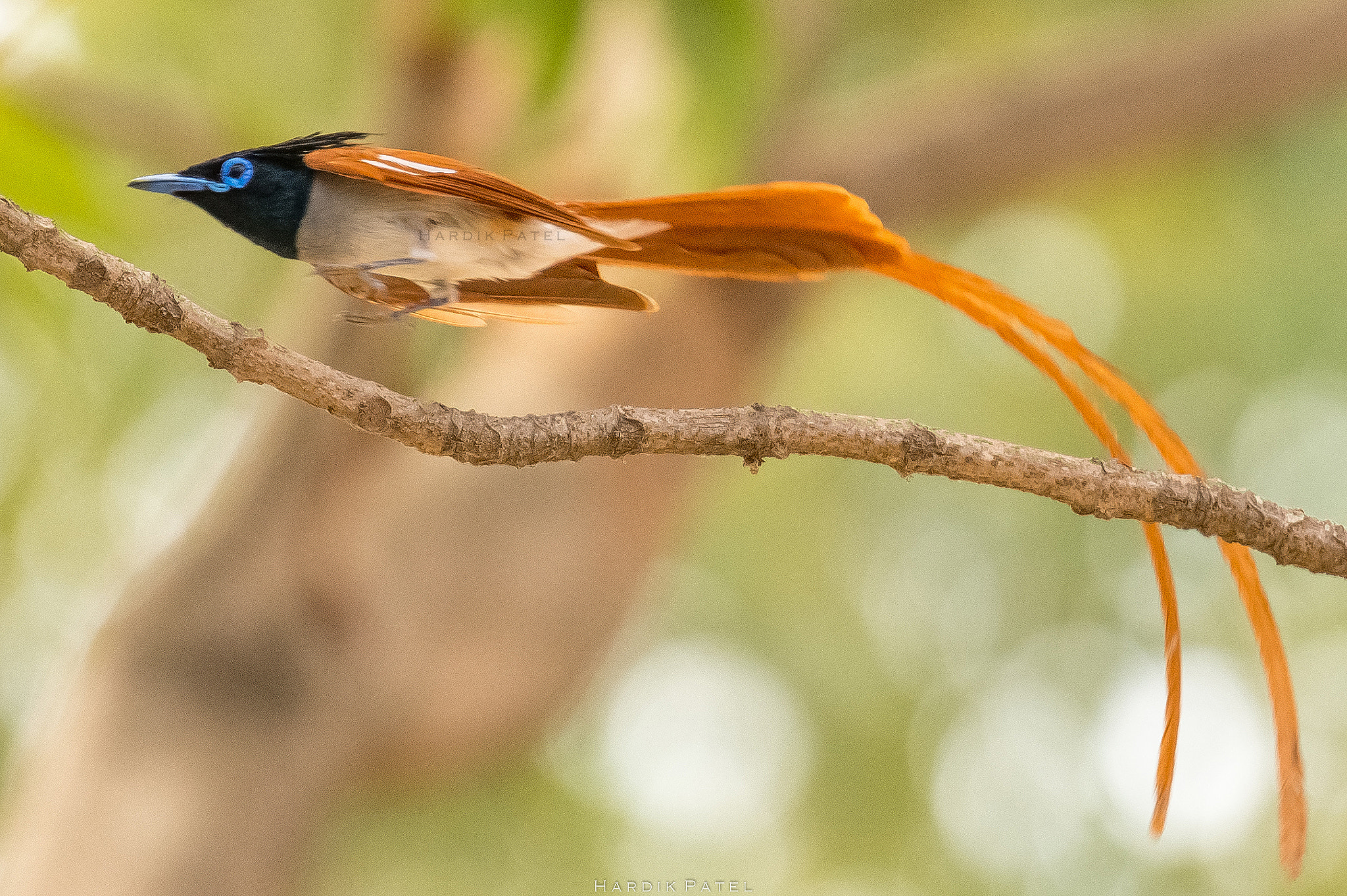 Nikon D5 sample photo. The flying beauty photography