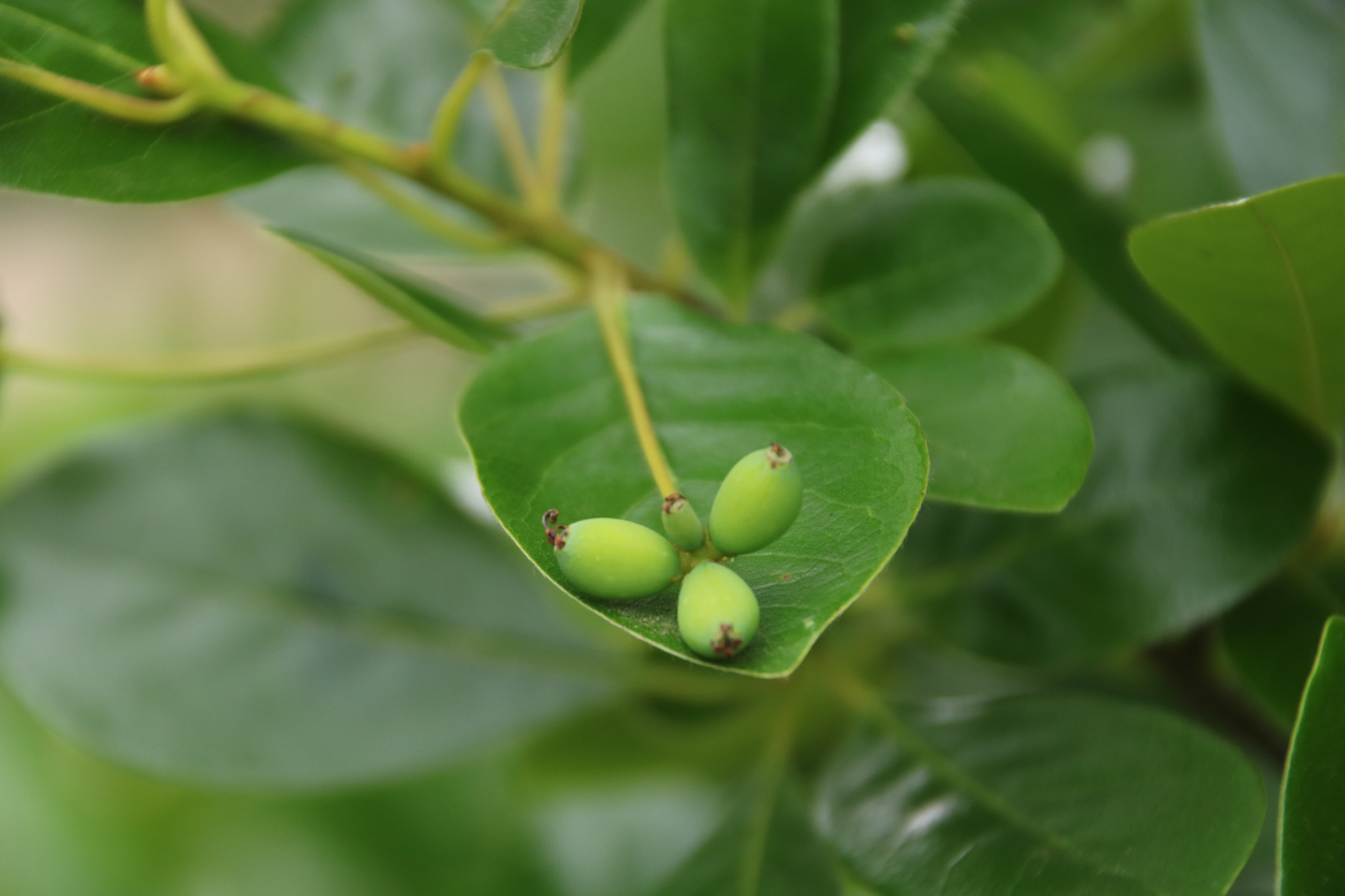 Canon EOS 760D (EOS Rebel T6s / EOS 8000D) sample photo. Nature is amazing photography