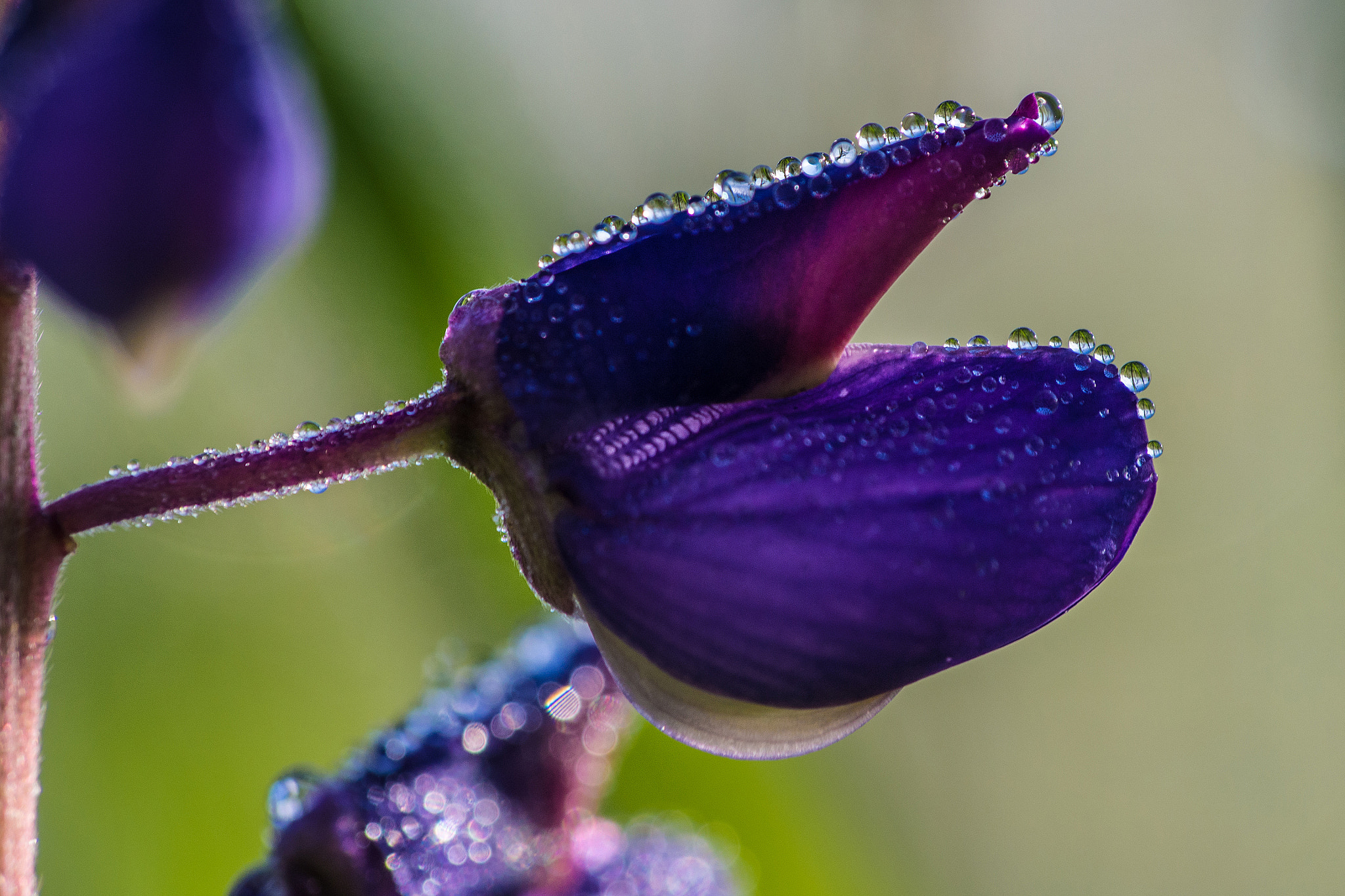 Olympus PEN E-PL5 sample photo. Flower photography