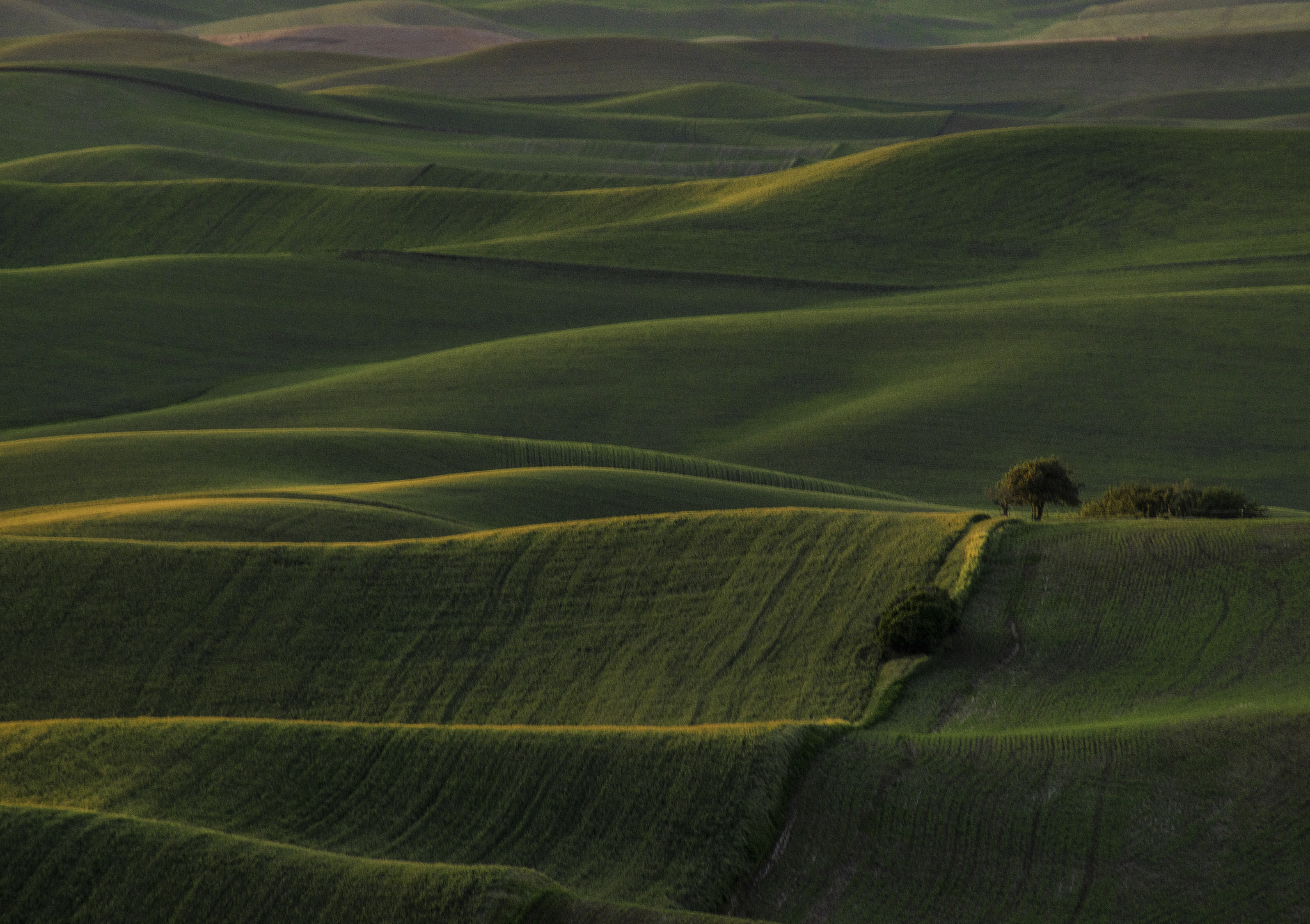 Sony 75-300mm F4.5-5.6 sample photo. Tree line photography