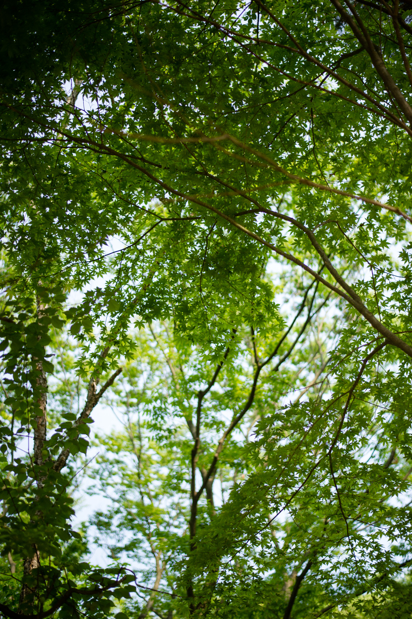 Nikon D3S + Nikon AF-S Nikkor 50mm F1.8G sample photo. At the korean folk village photography