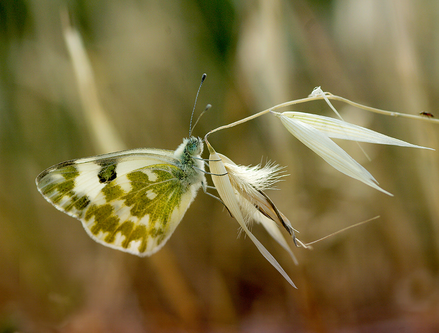 Pentax K20D + smc PENTAX-FA Macro 100mm F2.8 sample photo. Buterfly photography