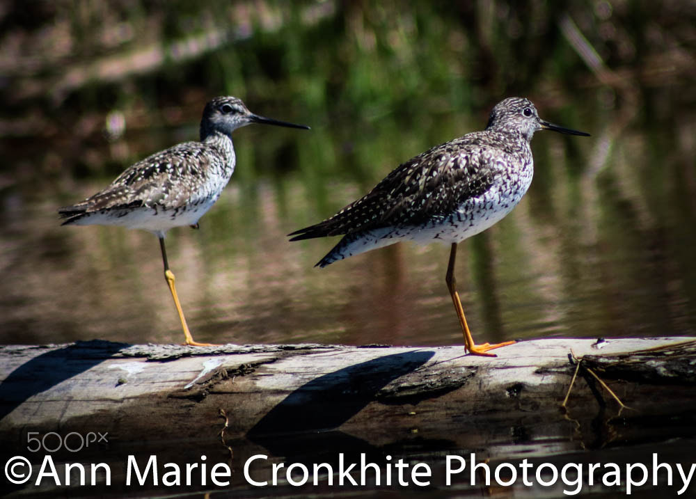 Canon EF 75-300mm f/4-5.6 USM sample photo. Love nature. photography