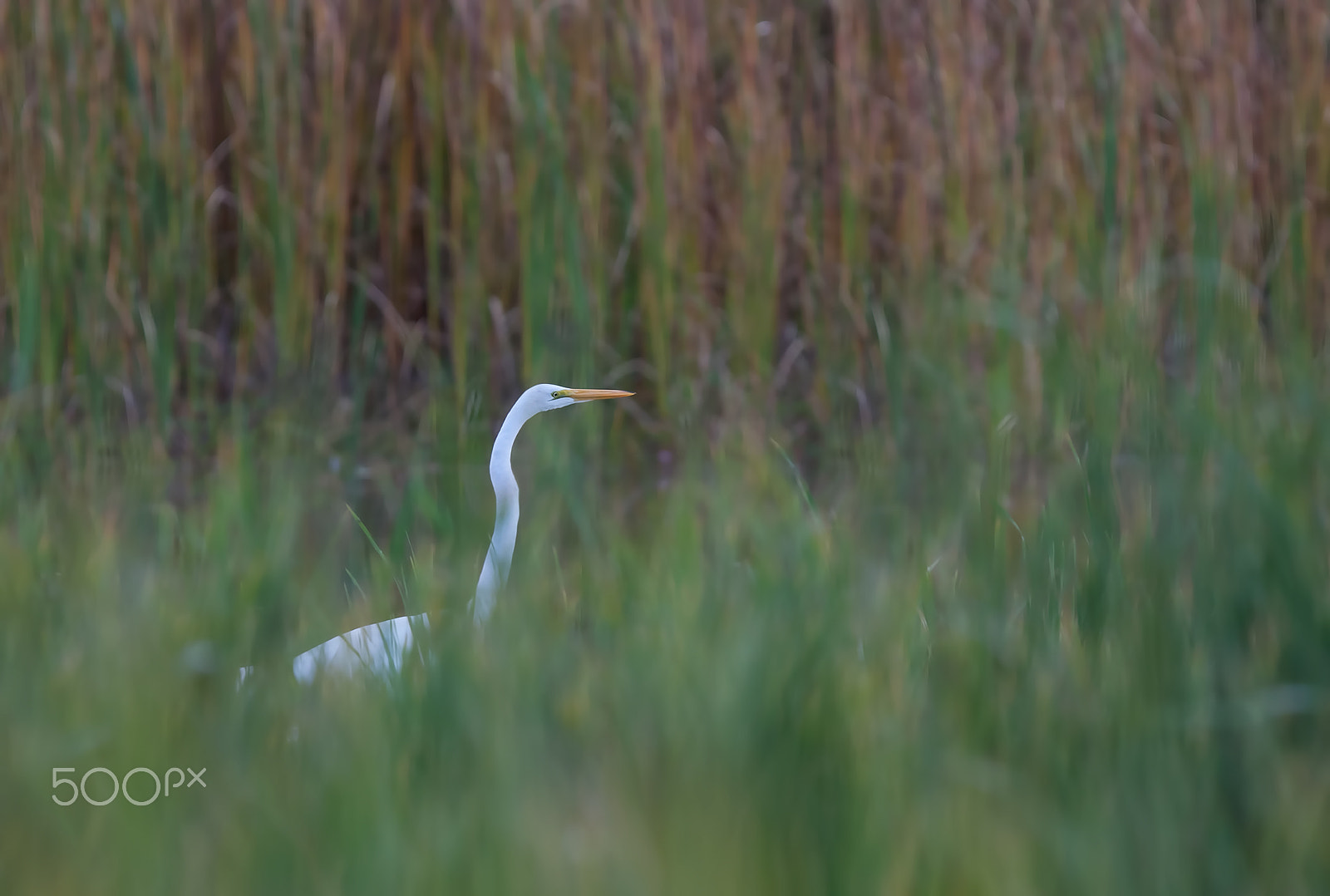 Canon EOS 40D + Canon EF 300mm F2.8L IS USM sample photo. Egret amongst the reeds photography